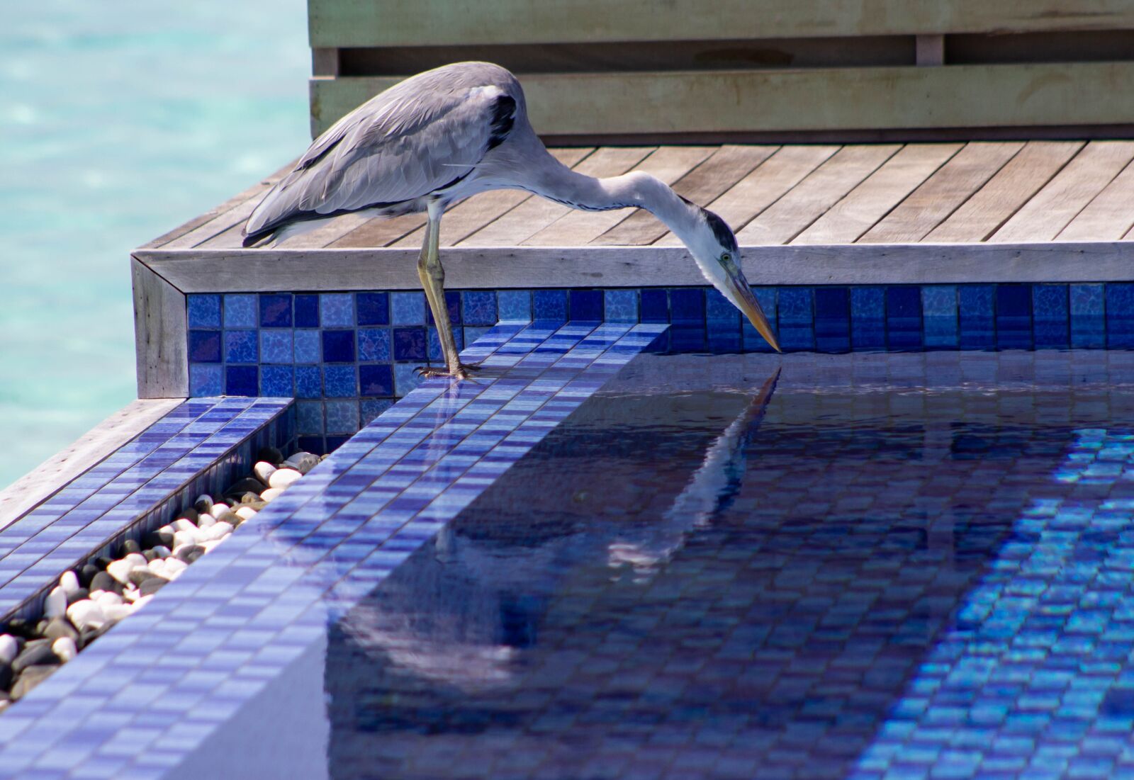 Canon EOS 600D (Rebel EOS T3i / EOS Kiss X5) sample photo. Heron, pool, sea photography