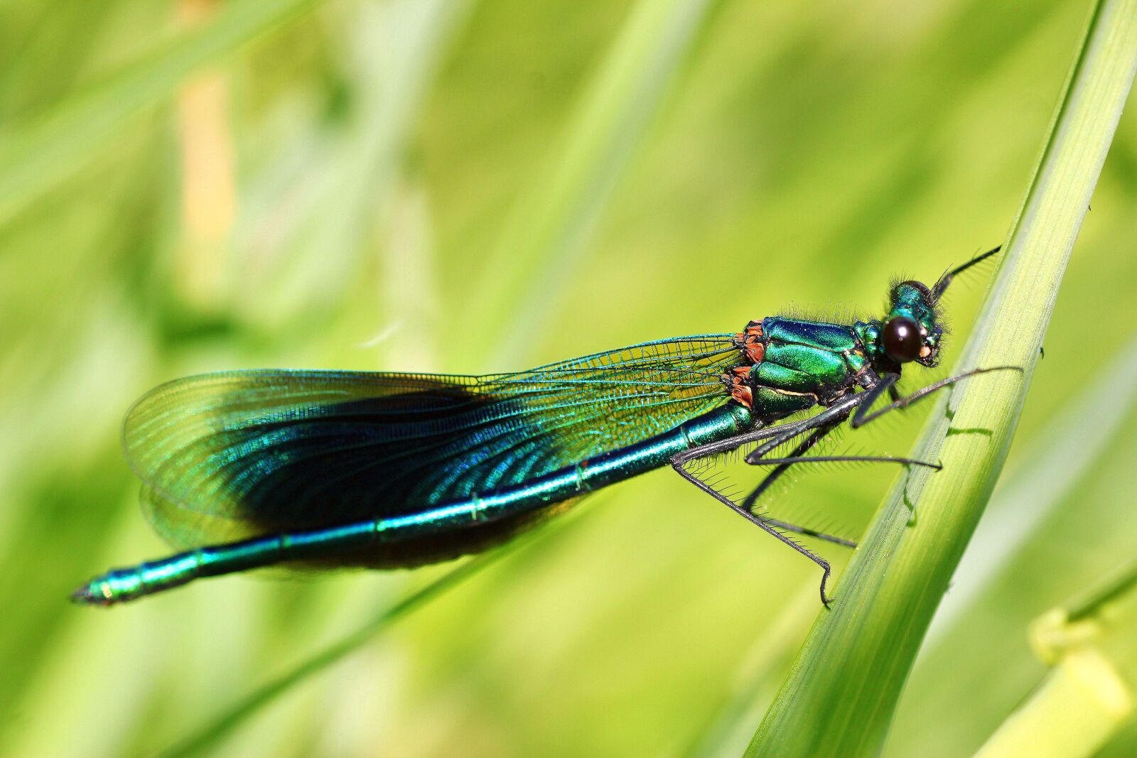 Tamron SP 90mm F2.8 Di VC USD 1:1 Macro sample photo. Banded demoiselle, demoiselle, males photography
