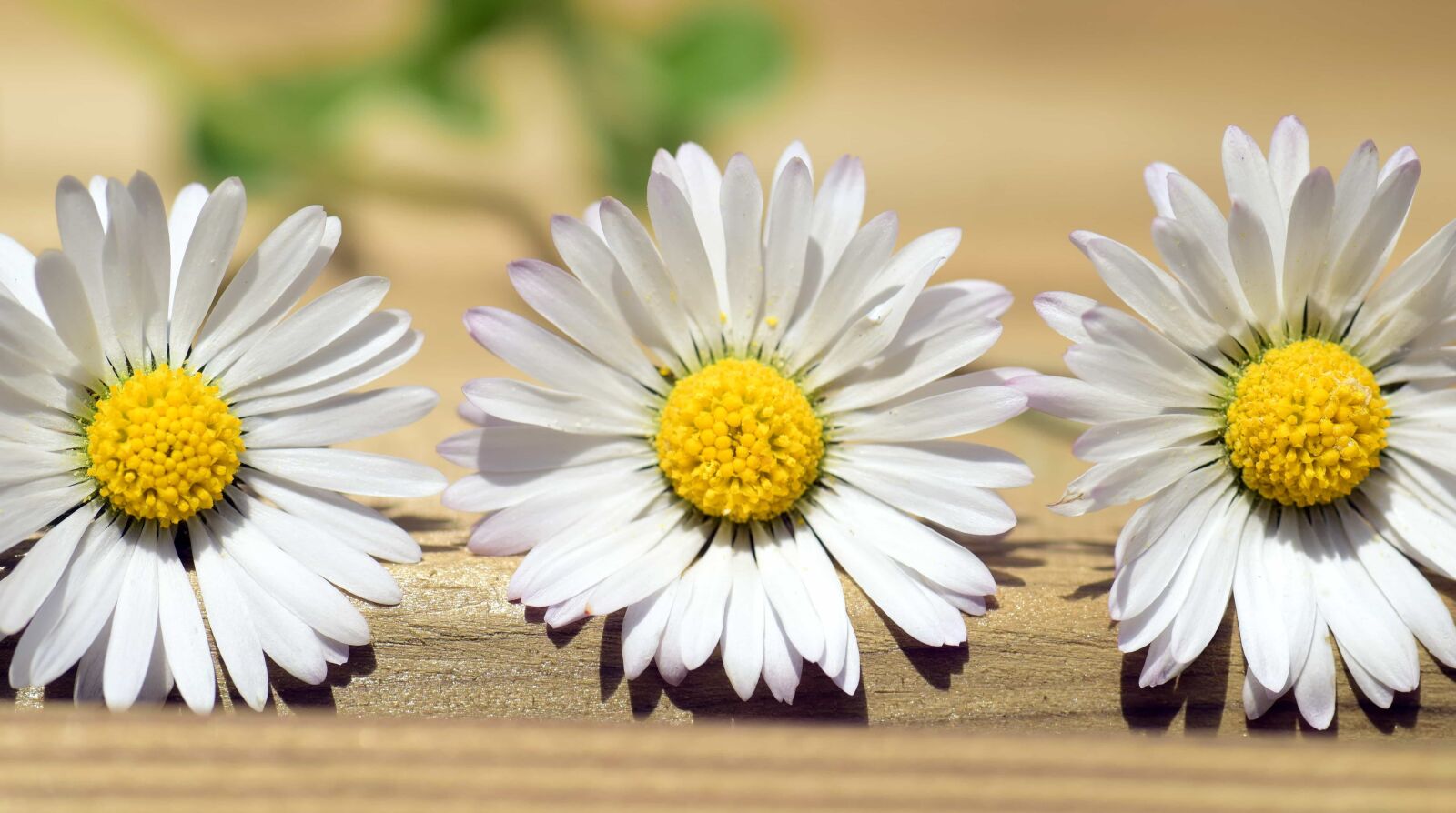 Nikon D3300 sample photo. Still life, flower, nature photography