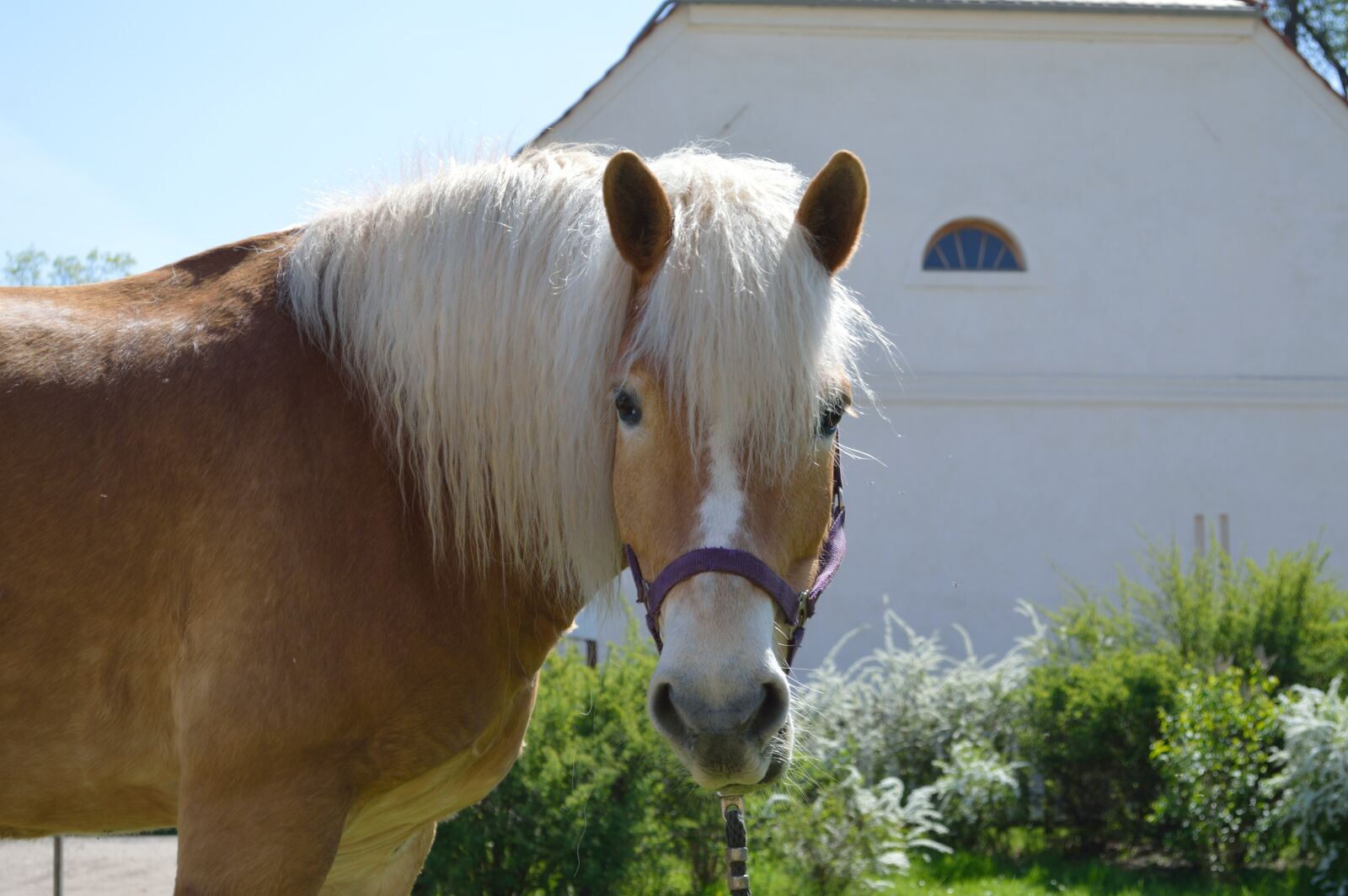 Nikon D3200 sample photo. The horse, animals, nature photography