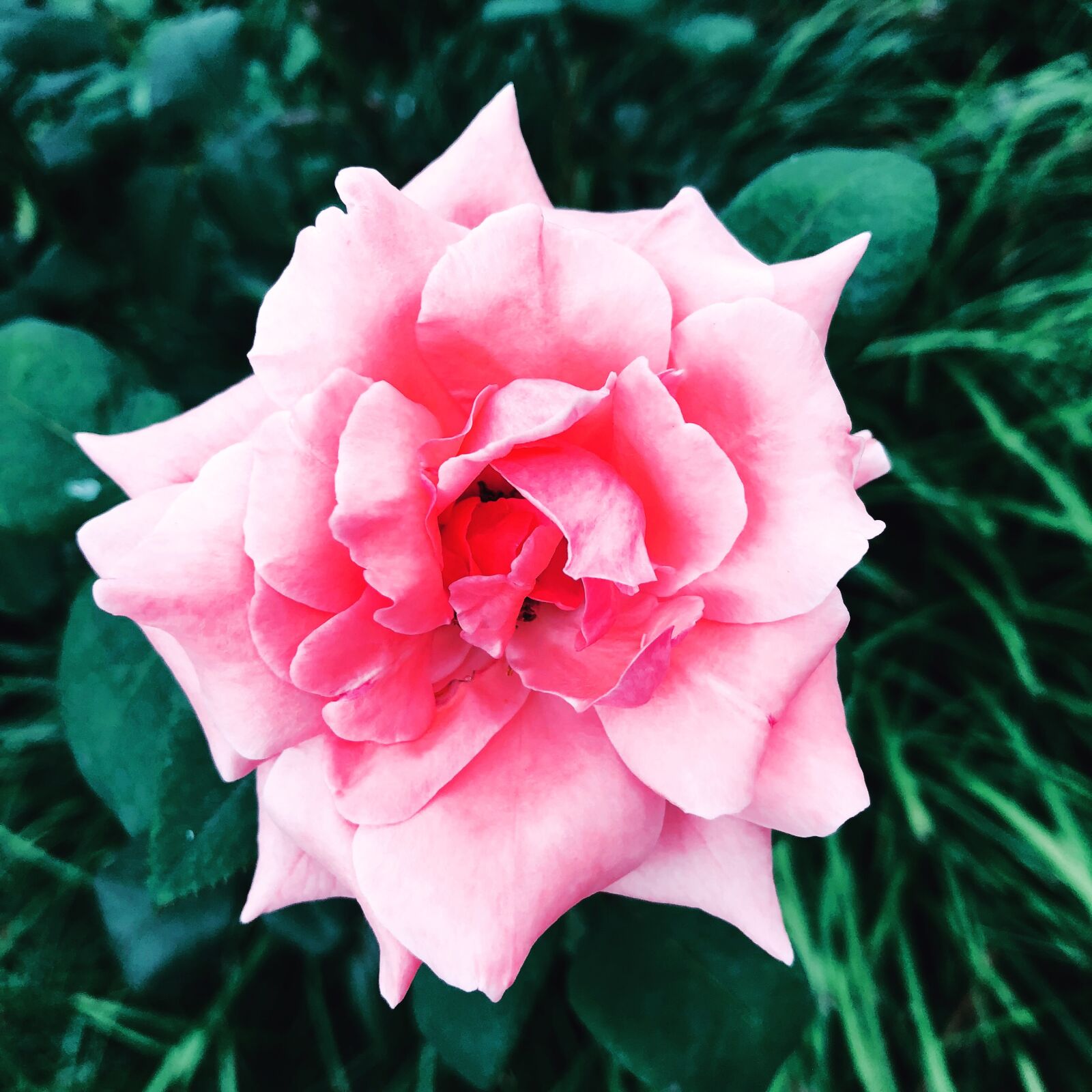 iPhone 8 back camera 3.99mm f/1.8 sample photo. Peony, button, almost no photography