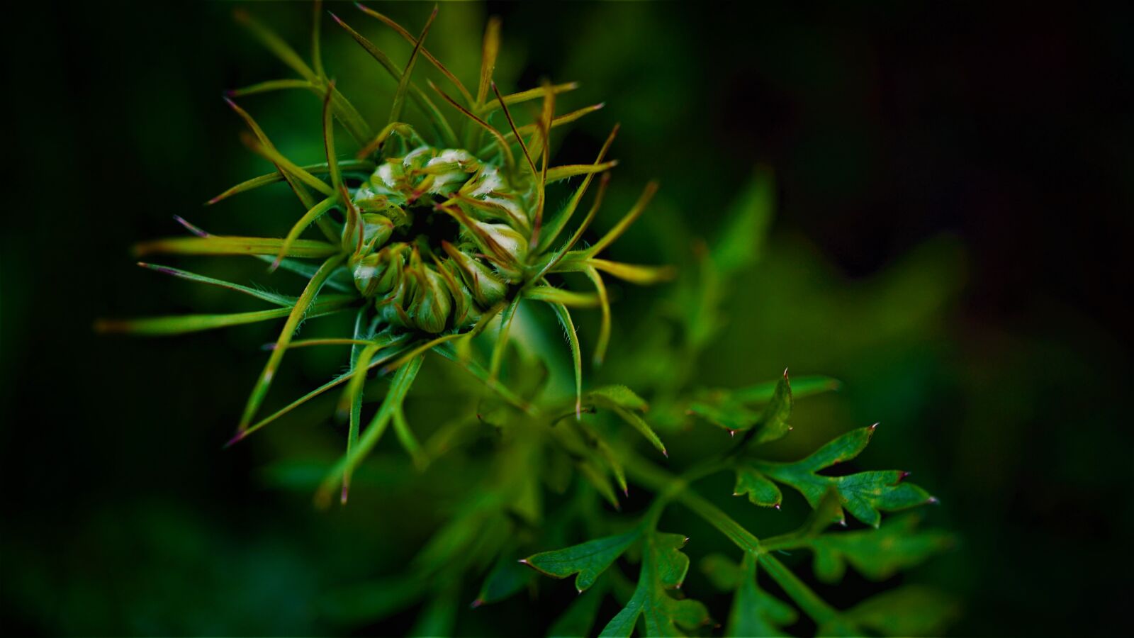 Sony E 30mm F3.5 Macro sample photo. Wild flower, green, nature photography
