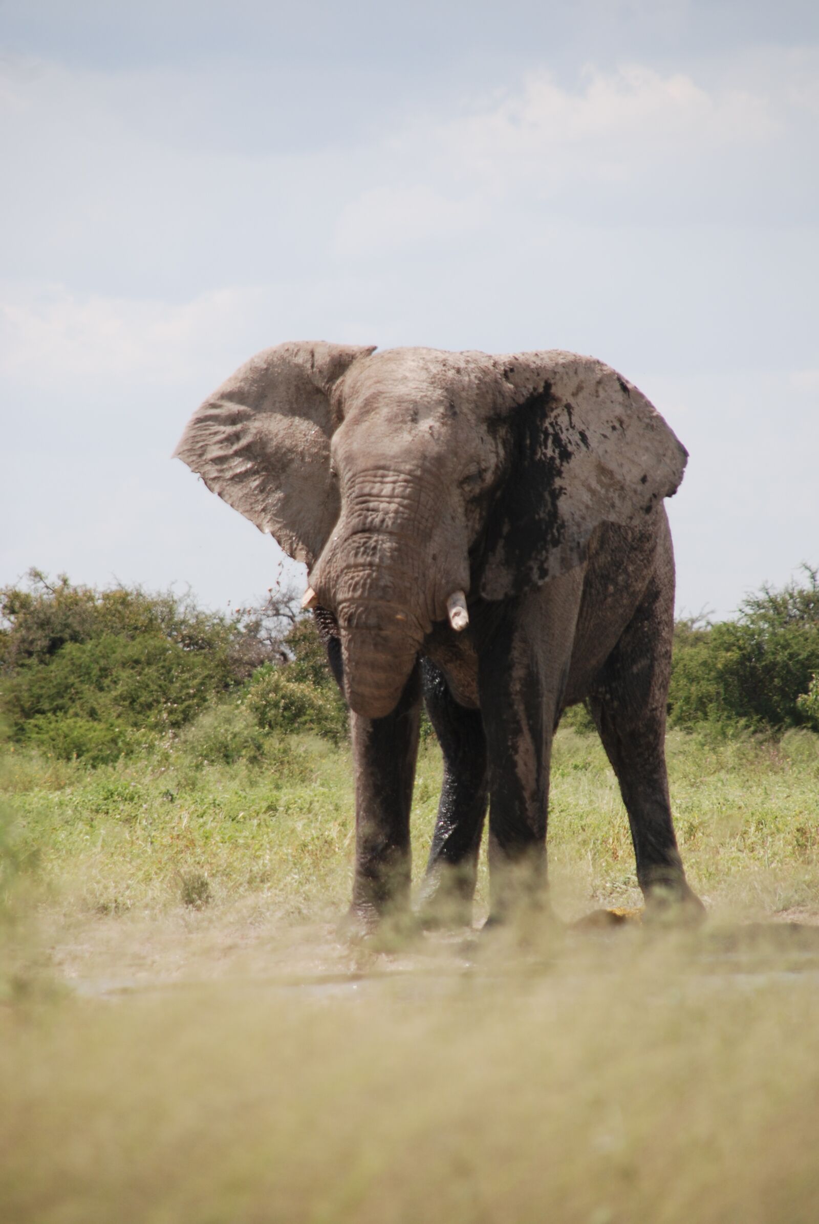 Nikon D80 sample photo. Elephant, etosha pan, namibia photography