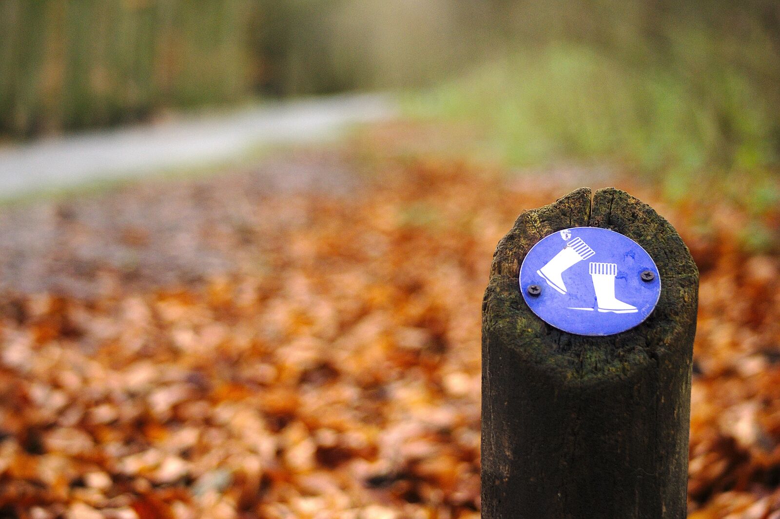 Sony Alpha DSLR-A700 sample photo. Wood, nature, no person photography