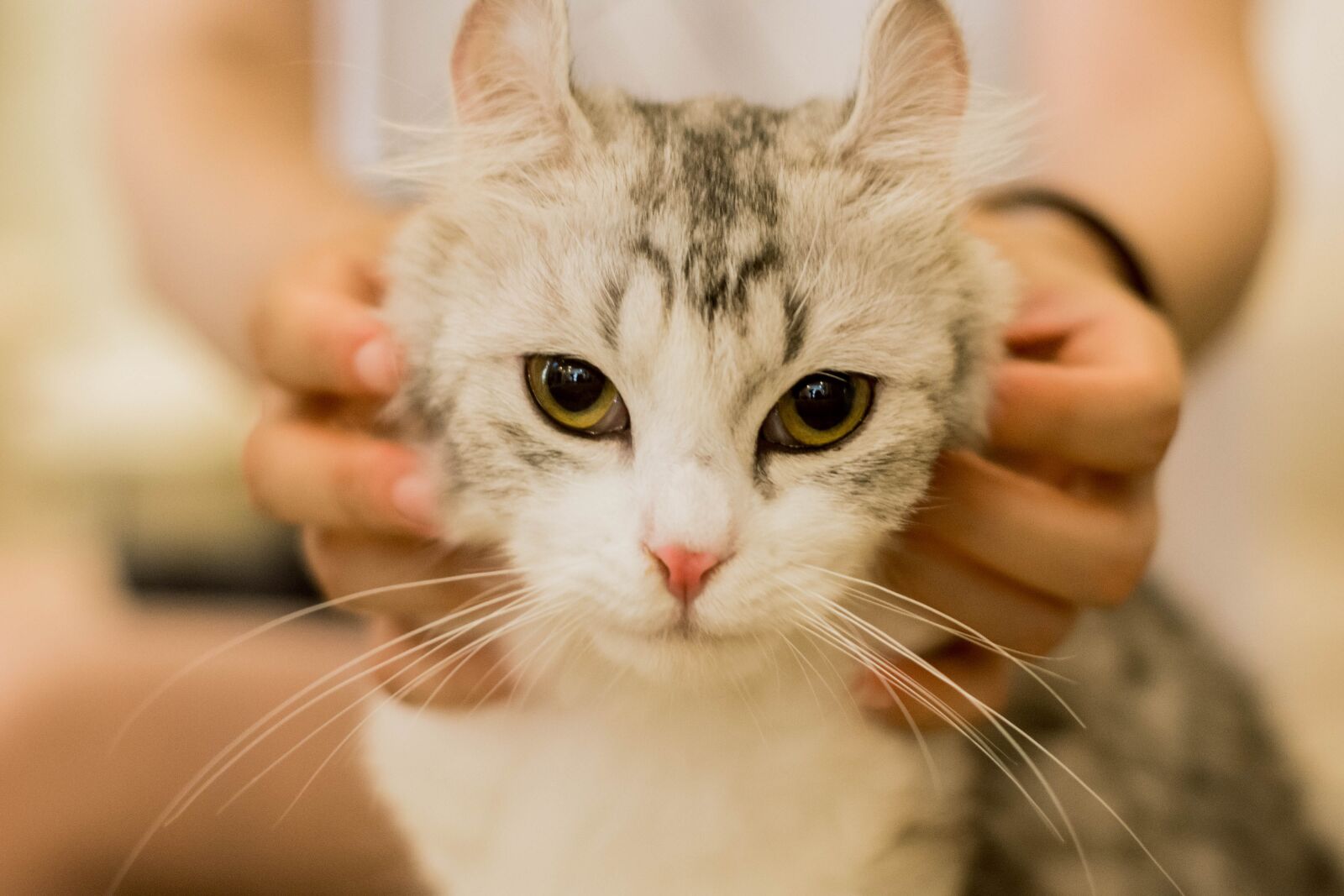 Nikon D7100 sample photo. Cat, animal, watch photography