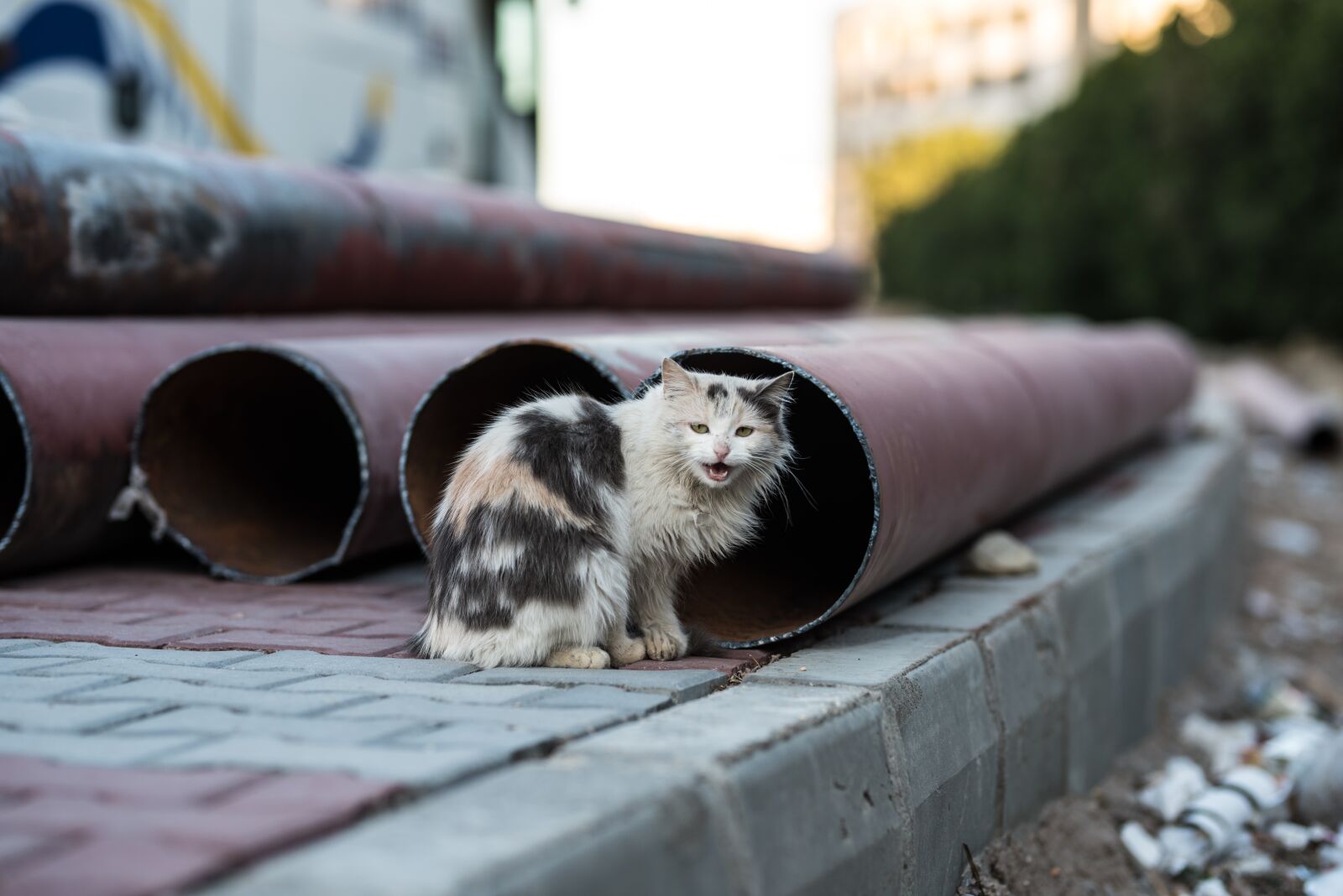 Nikon D750 sample photo. Cat, strays, lucky cat photography