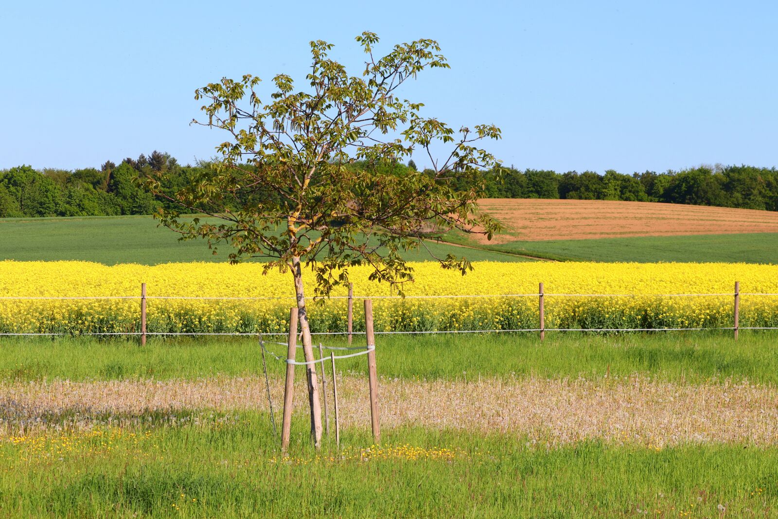 Canon EOS 200D (EOS Rebel SL2 / EOS Kiss X9) sample photo. Spring, landscape, pasture photography