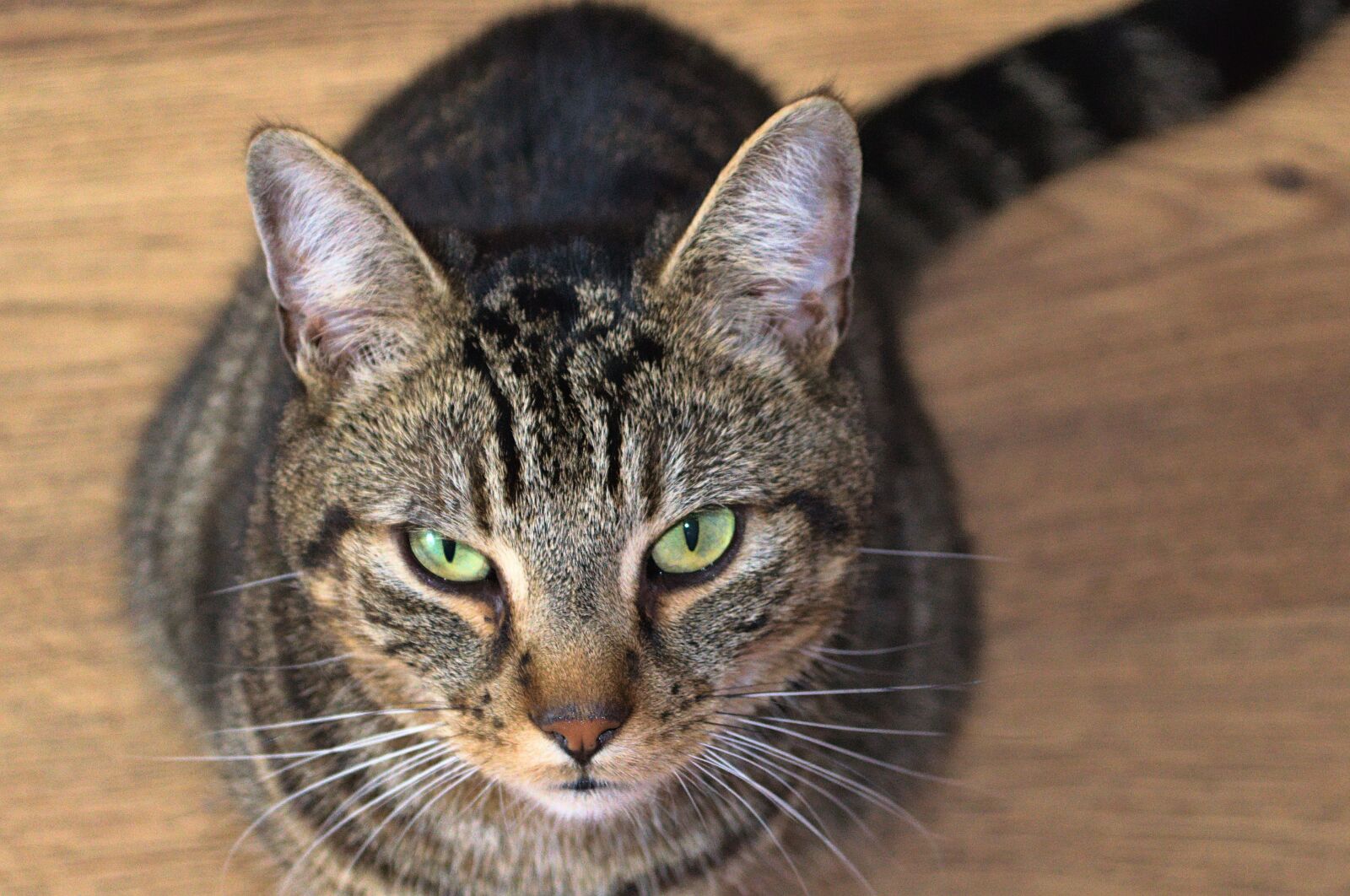 Nikon D3100 sample photo. Tabby cat, cat, begging photography
