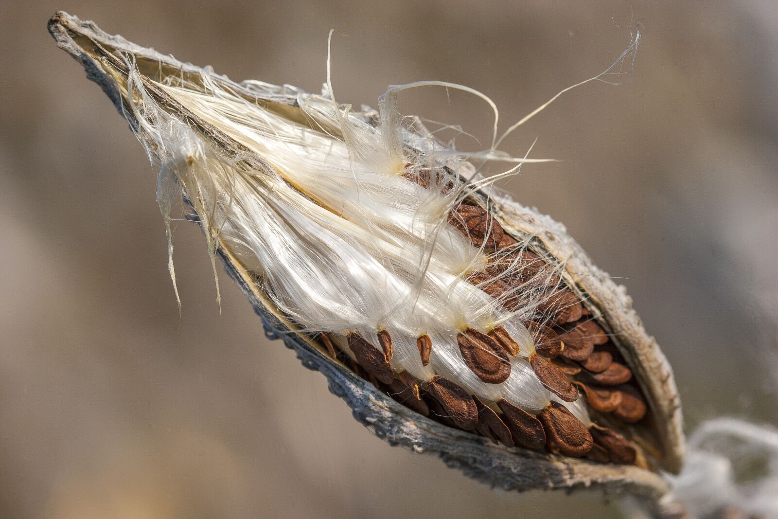 Canon EOS 20D sample photo. Paratroopers, pillowy softness, milkweed photography