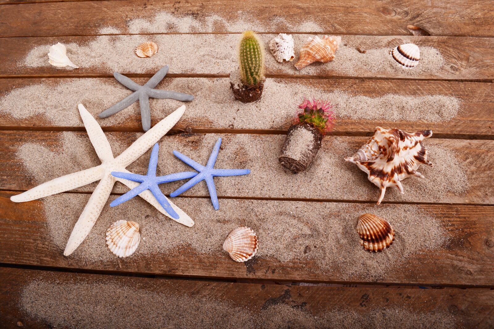 Nikon D3100 sample photo. Star, cactus, plant photography
