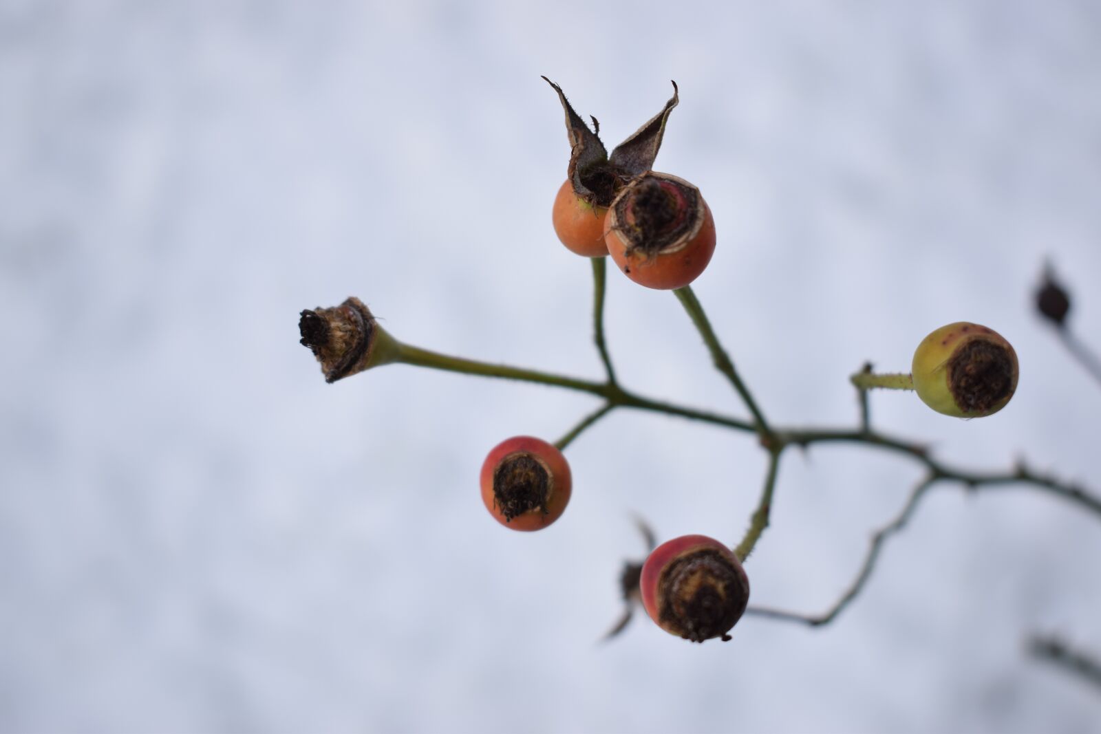 Nikon D3300 sample photo. Winter, plant, nature photography