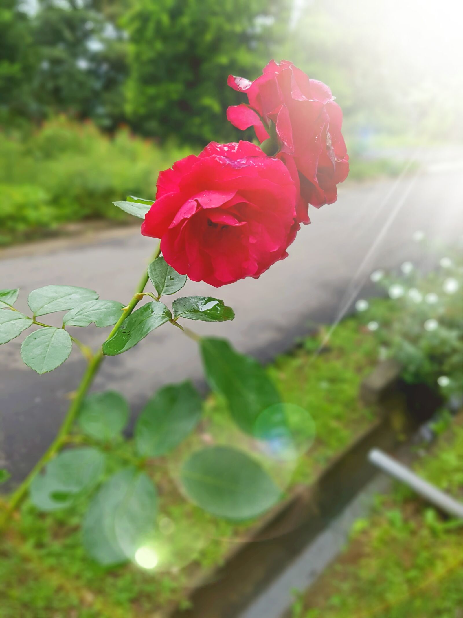 Samsung Galaxy S7 Edge sample photo