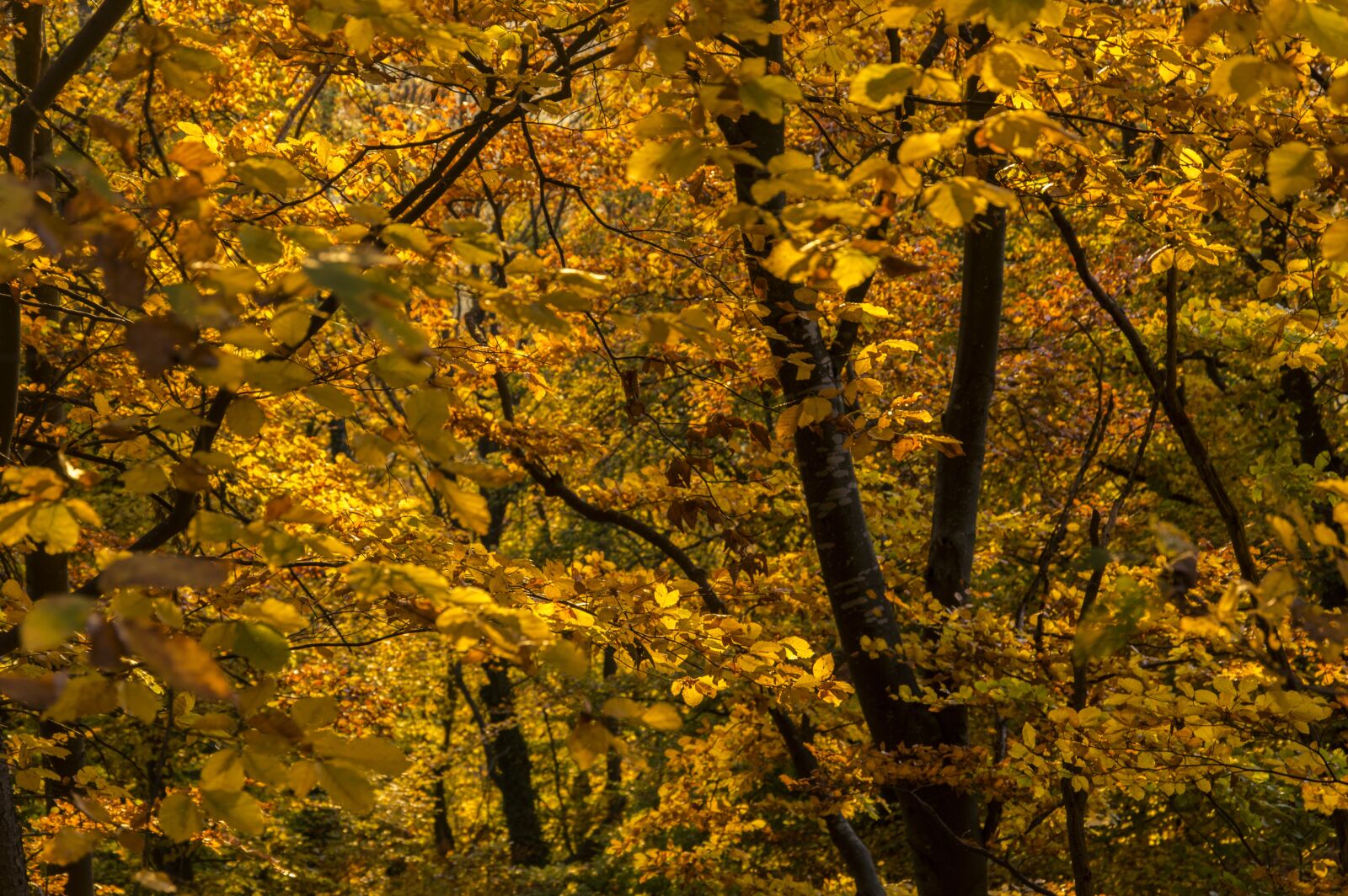 Nikon D3200 sample photo. Autumn, autumn colours, leaves photography