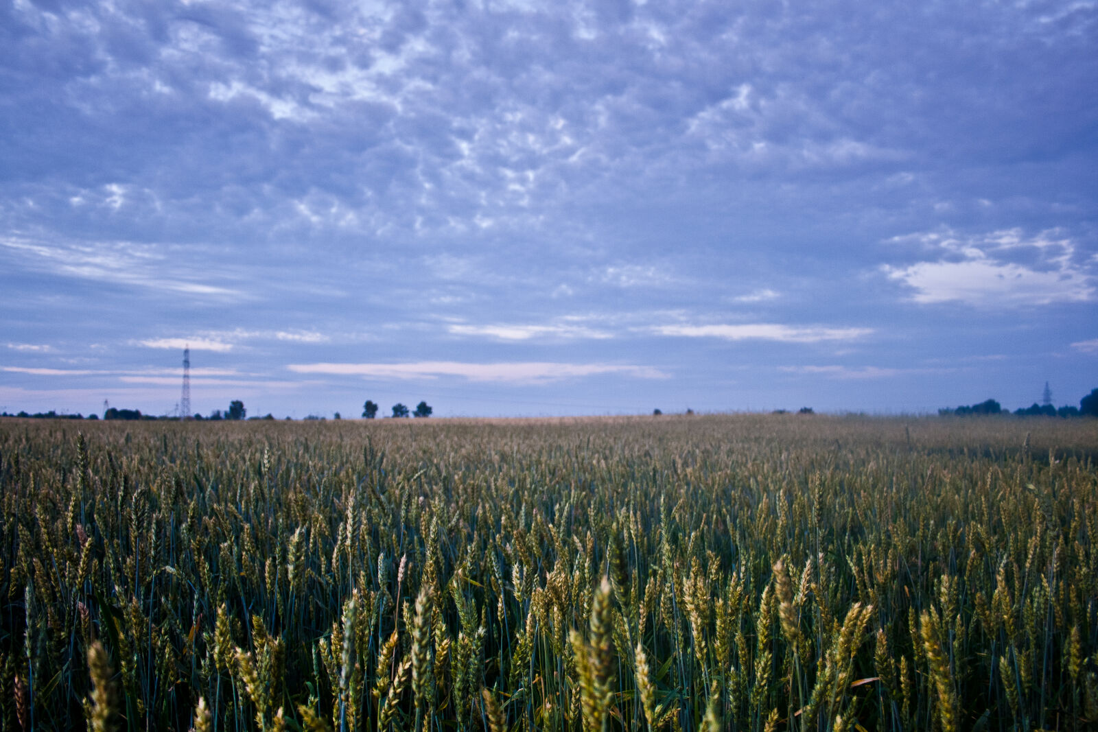 Canon EF-S 18-55mm F3.5-5.6 II sample photo. Corn, field, before, night photography