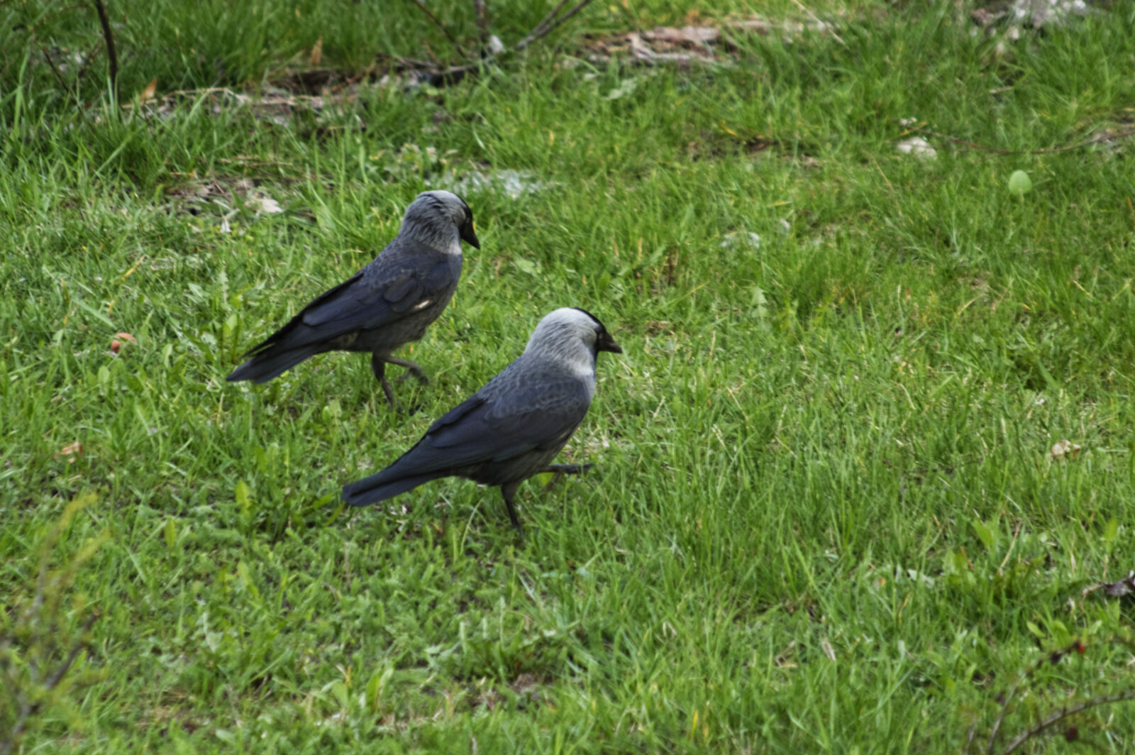 Nikon D3200 sample photo. Bird, jackdaw photography