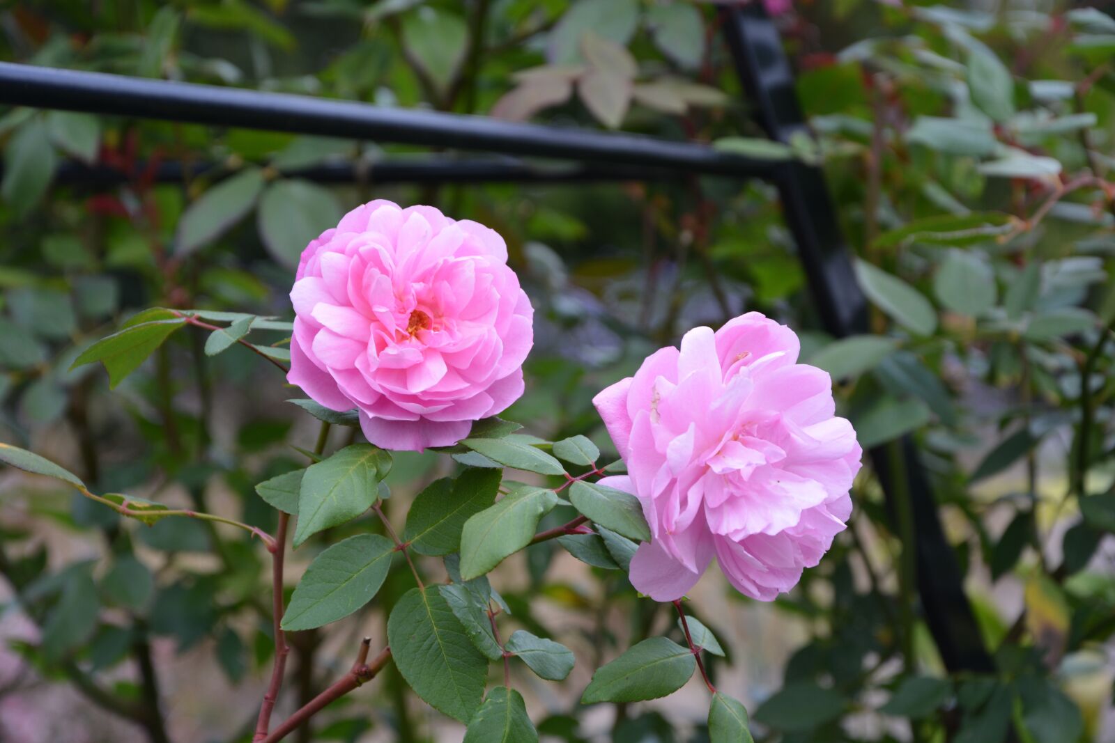 Nikon D5200 sample photo. Roses, flowers, blossom photography