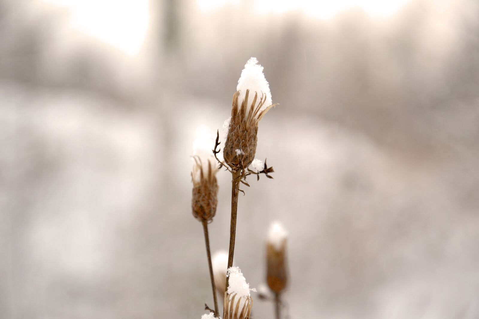 Nikon D3100 sample photo. Bud, winter, frost photography