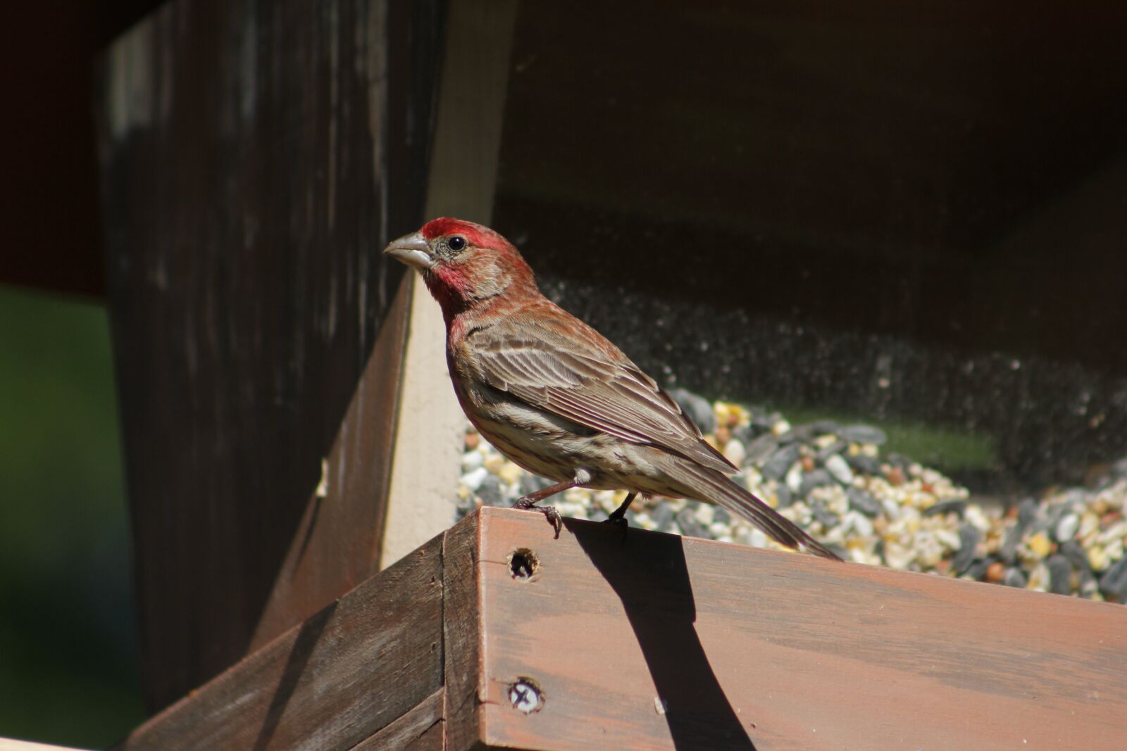 Canon EOS 550D (EOS Rebel T2i / EOS Kiss X4) sample photo. Bird, nature, wildlife photography