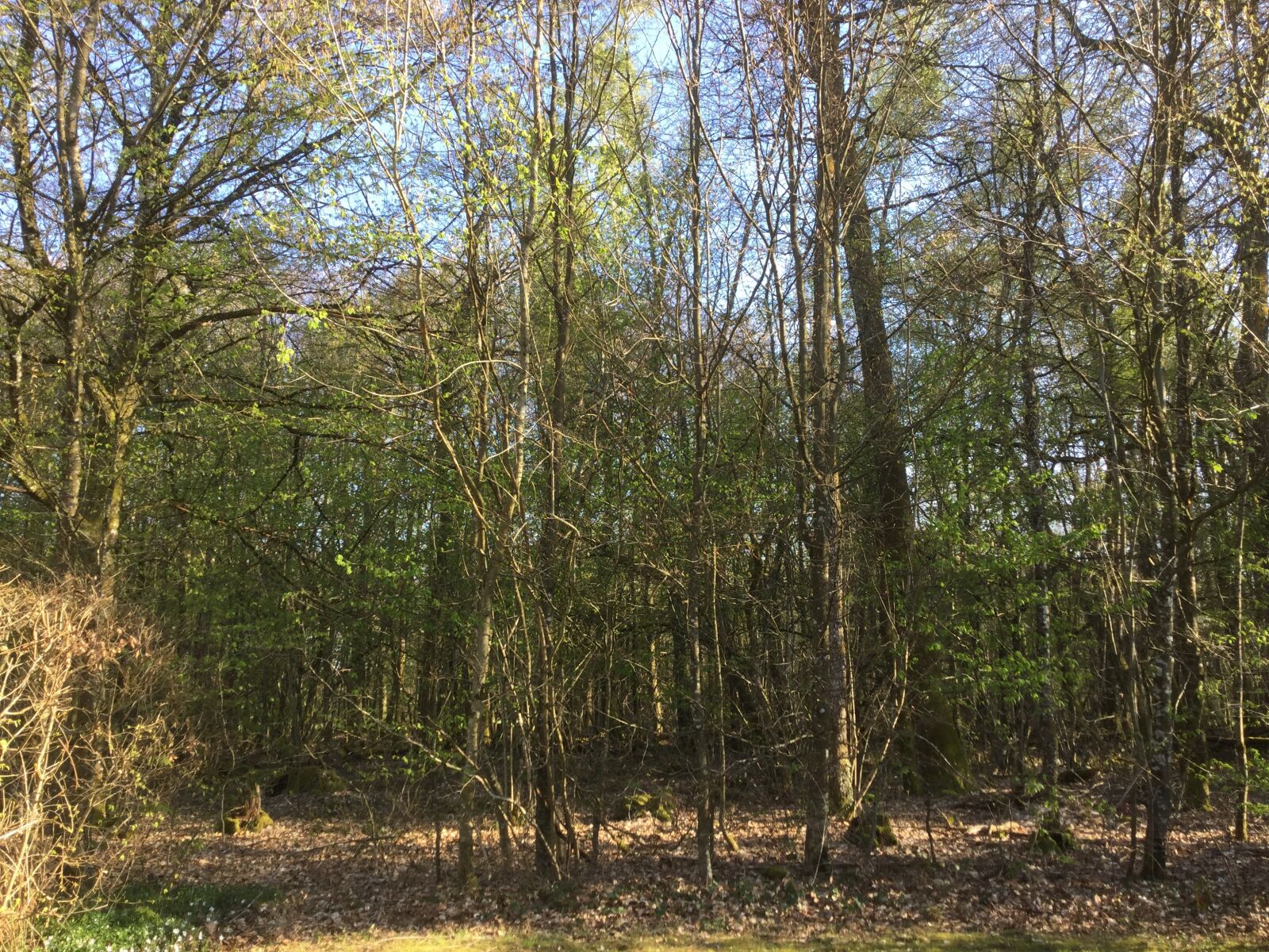 Apple iPad Air 2 sample photo. Forest, nature, spring photography