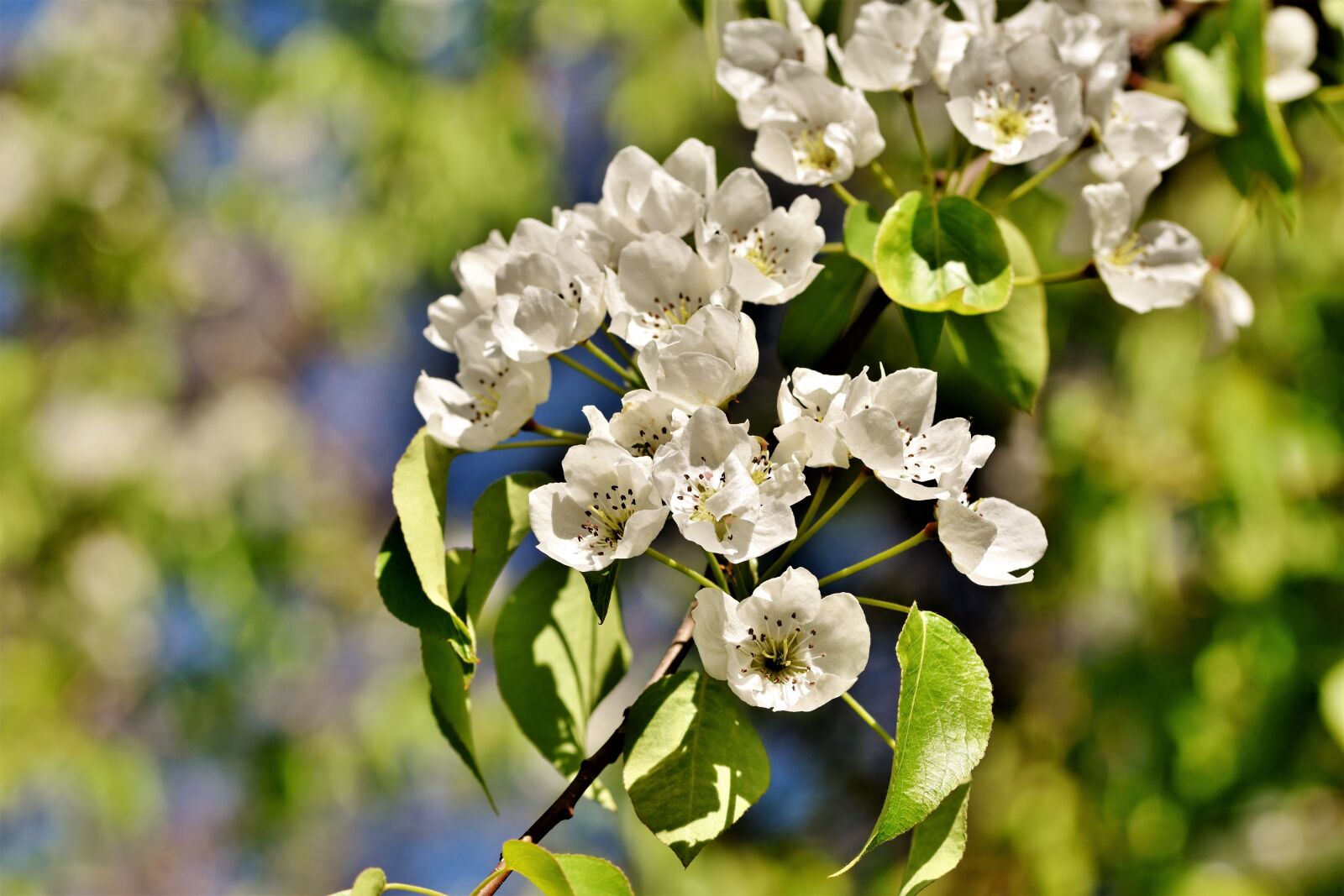 Nikon D7200 sample photo. Pear blossom, fruit tree photography