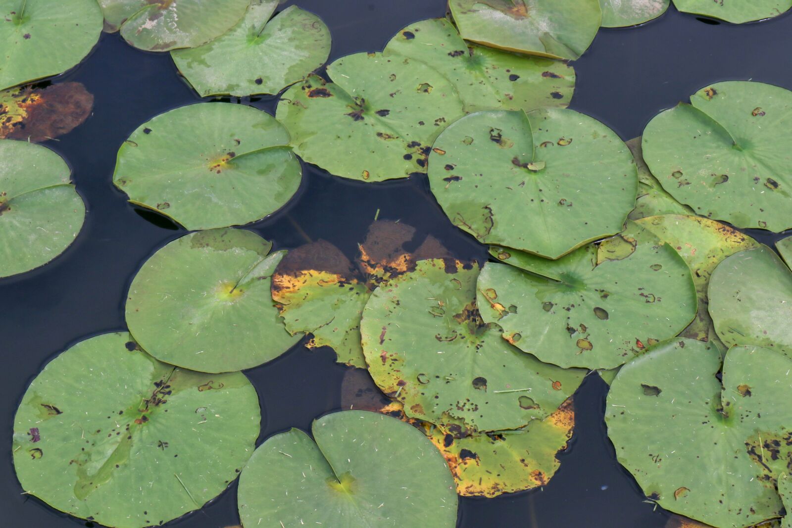 Canon EOS 80D sample photo. Lily, pad, pond photography