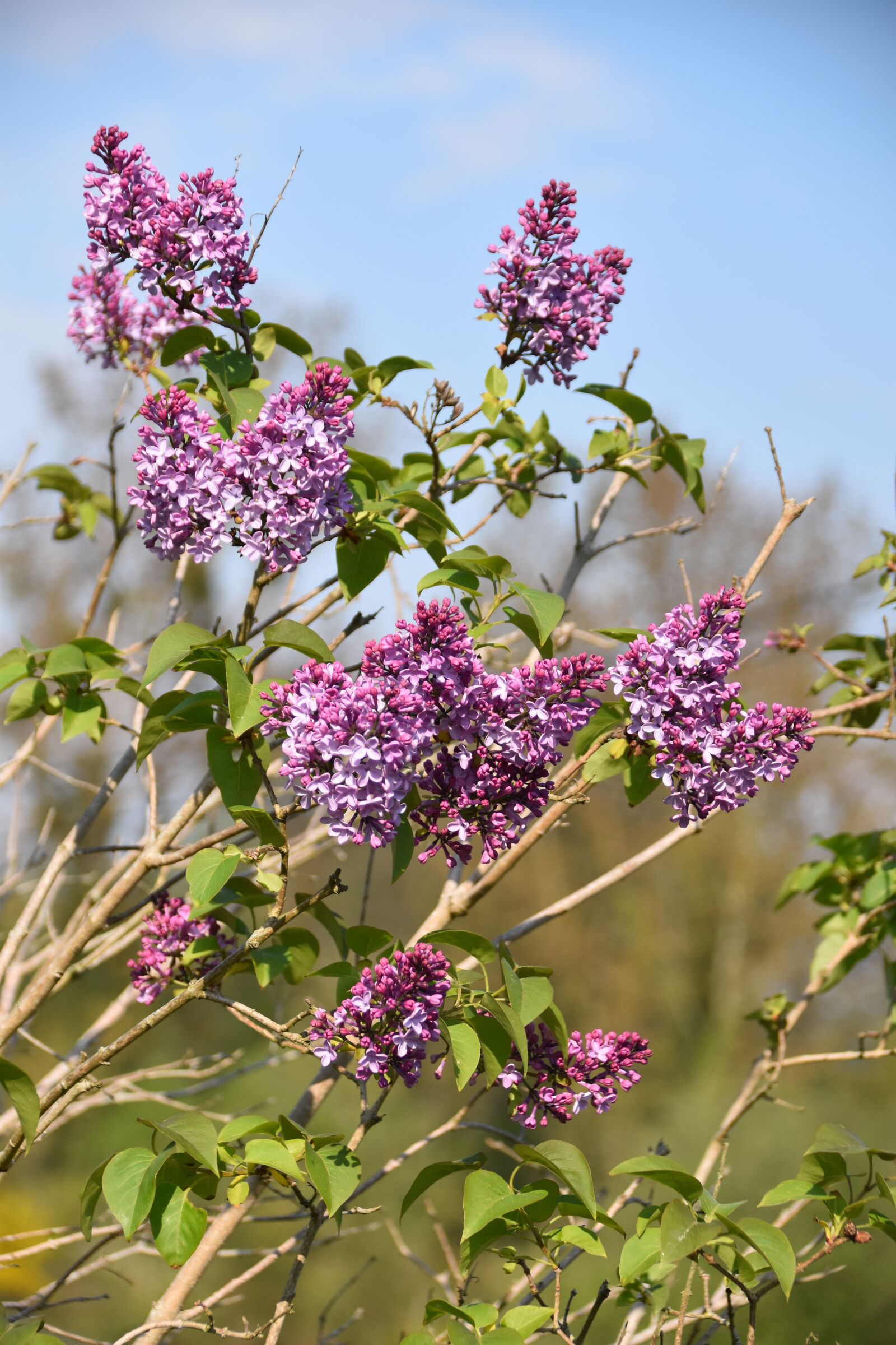 Nikon D5600 sample photo. Flower, flower lilac, shrub photography