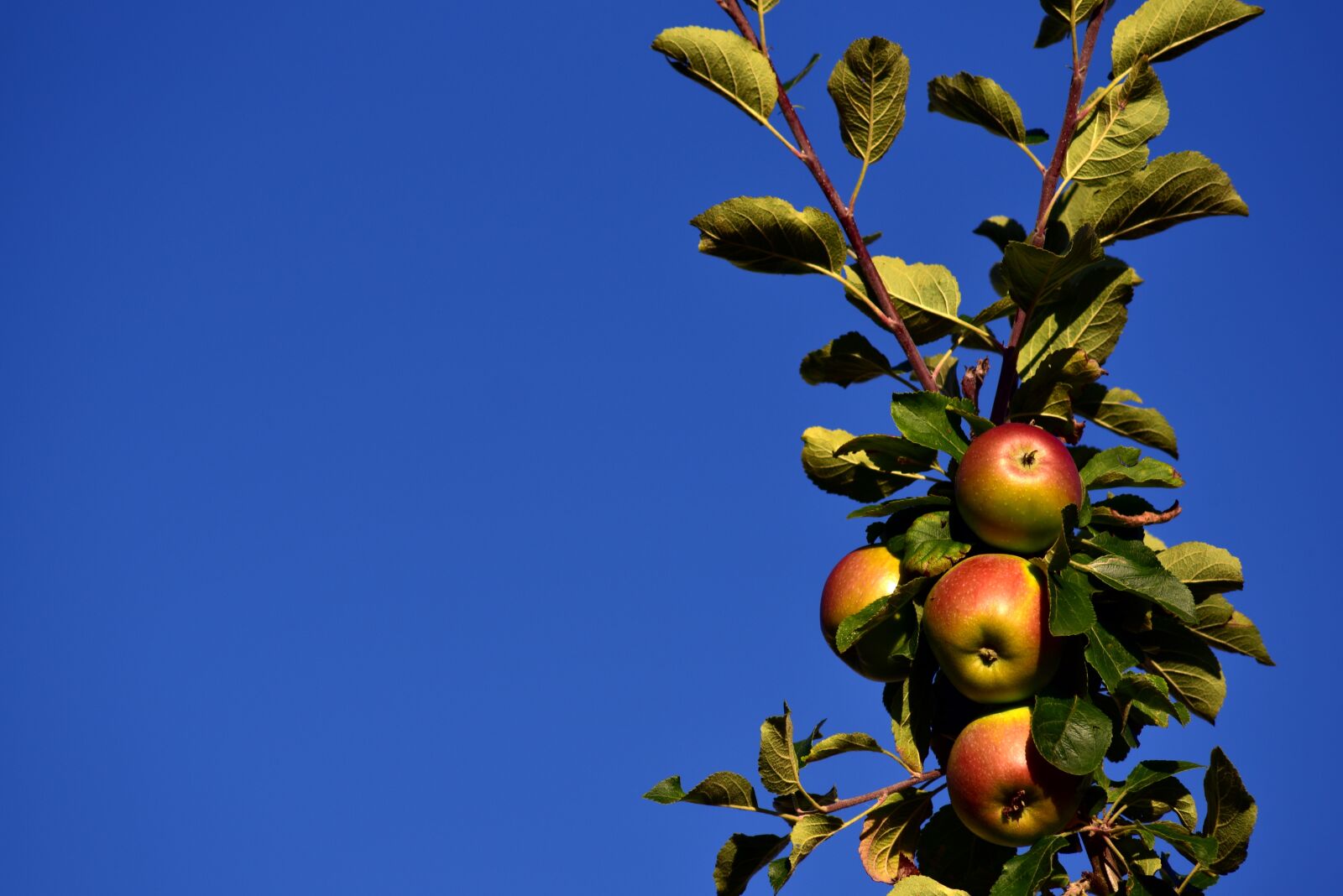 Nikon D750 sample photo. Apple, apple tree, sky photography