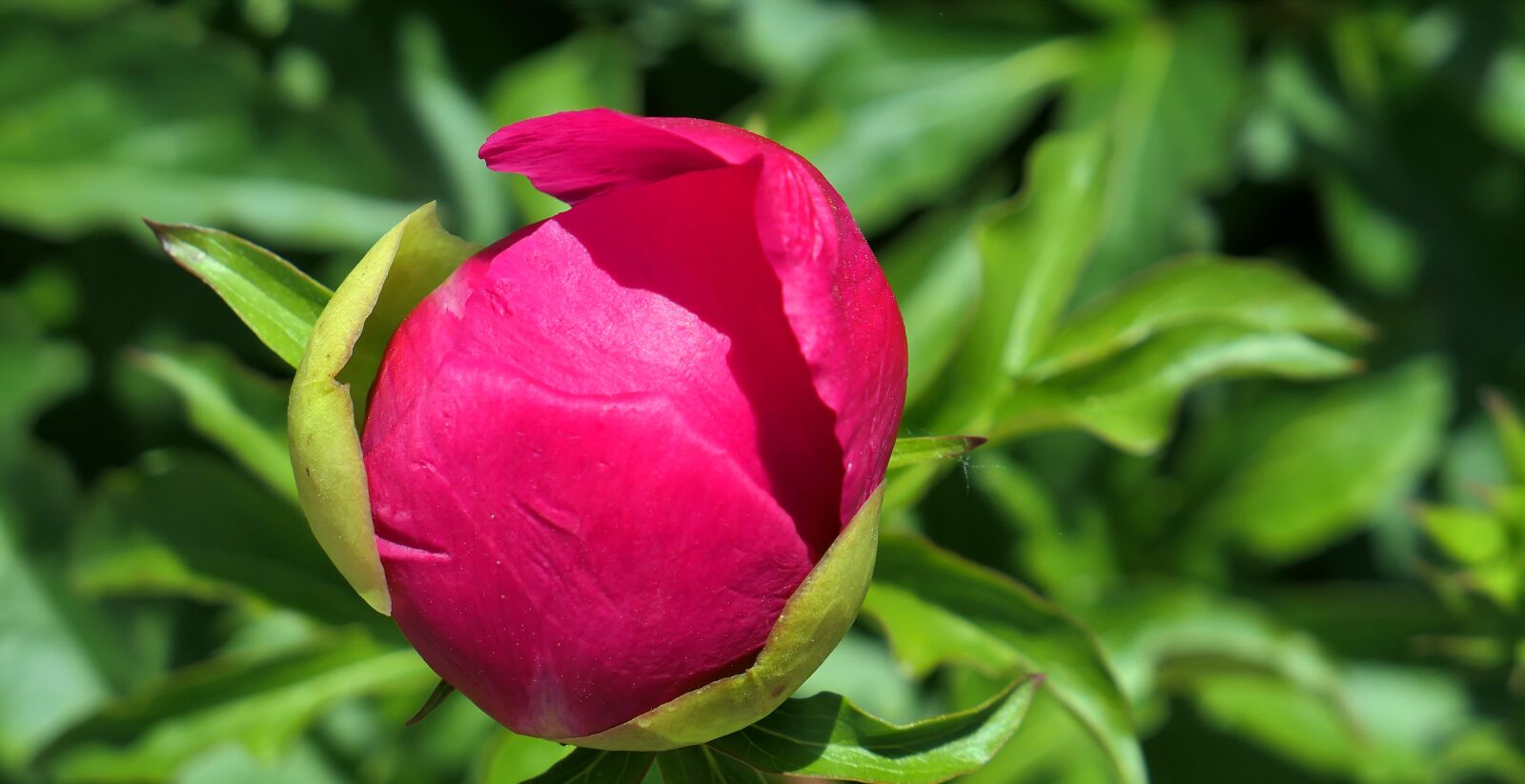 Panasonic Lumix DMC-LX10 (Lumix DMC-LX15) sample photo. Peony, blossom, bloom photography