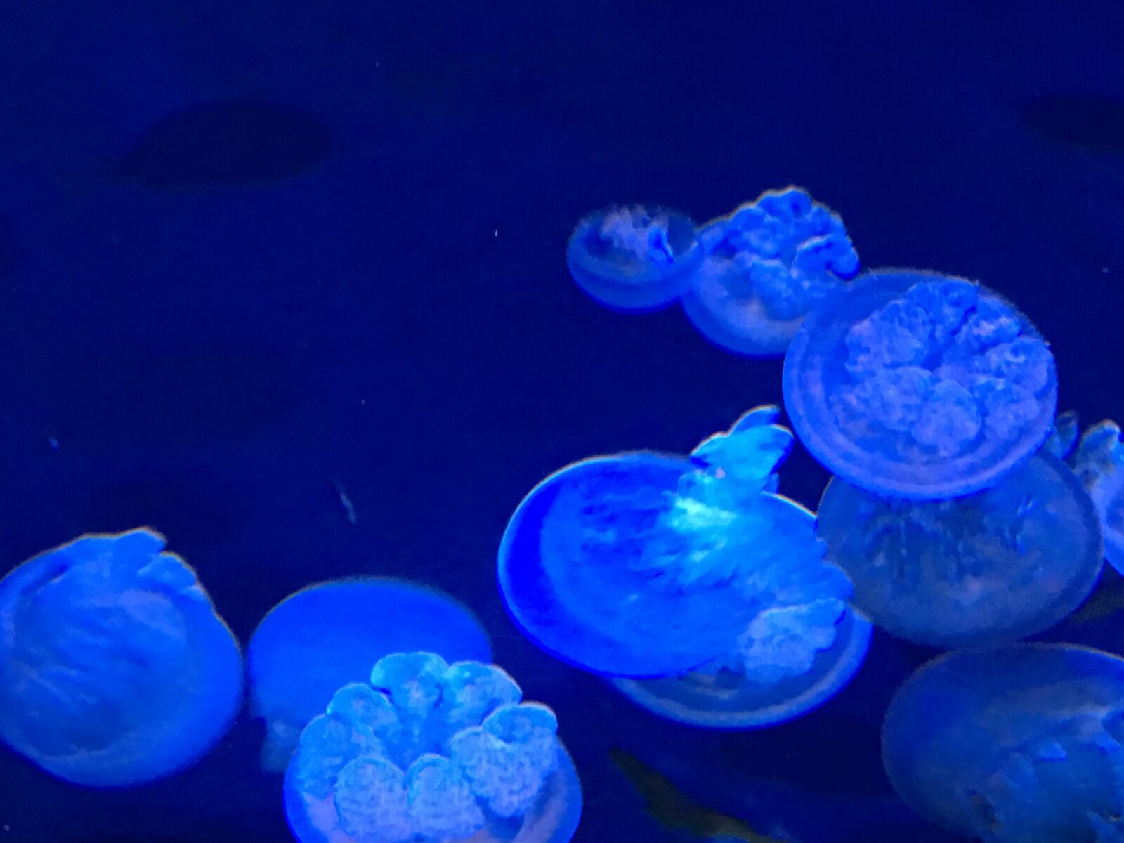 Apple iPhone 6s Plus sample photo. Jellyfish, jellies, blue photography