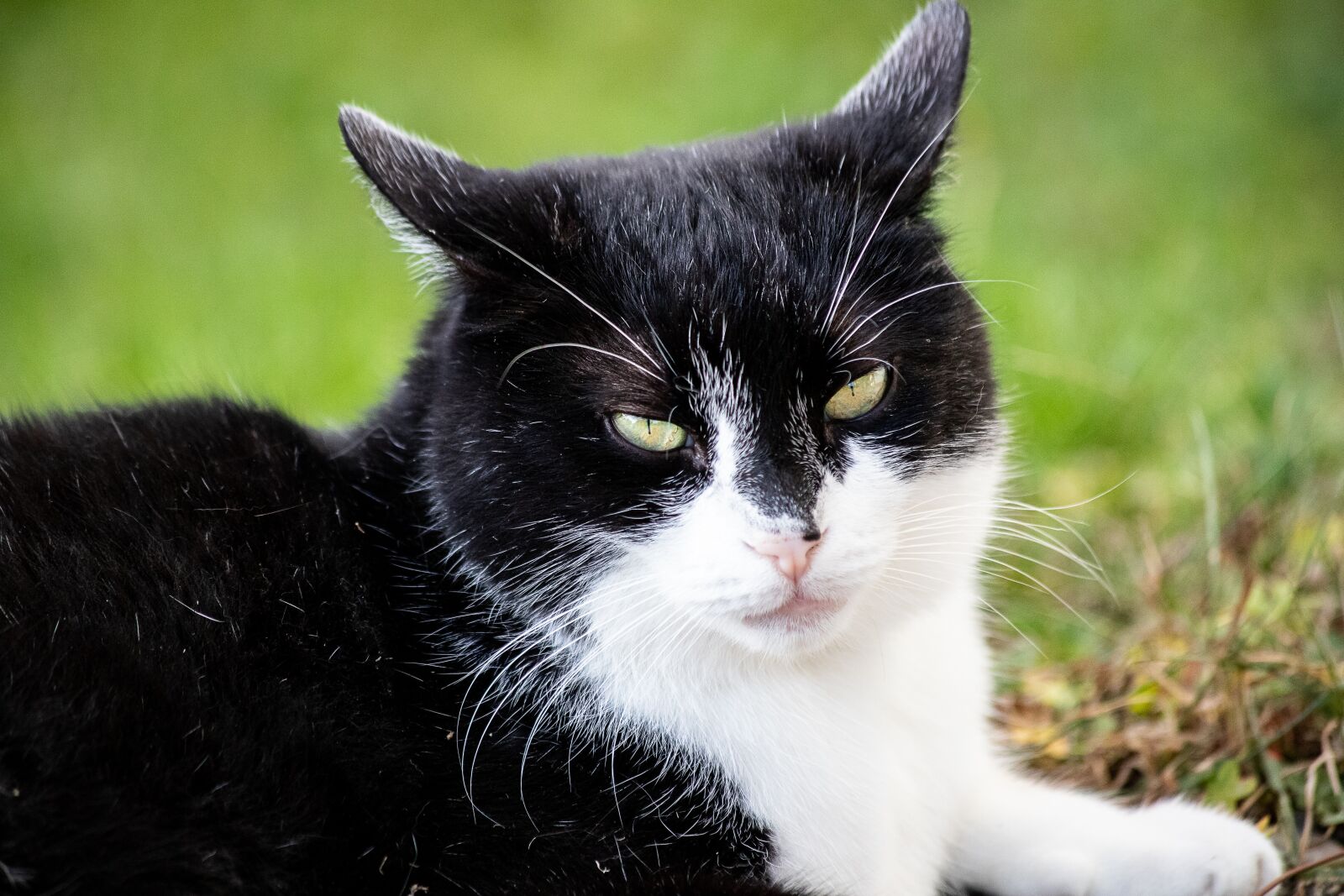 Canon EF 70-300mm F4-5.6 IS USM sample photo. Cat, mammal, animal photography