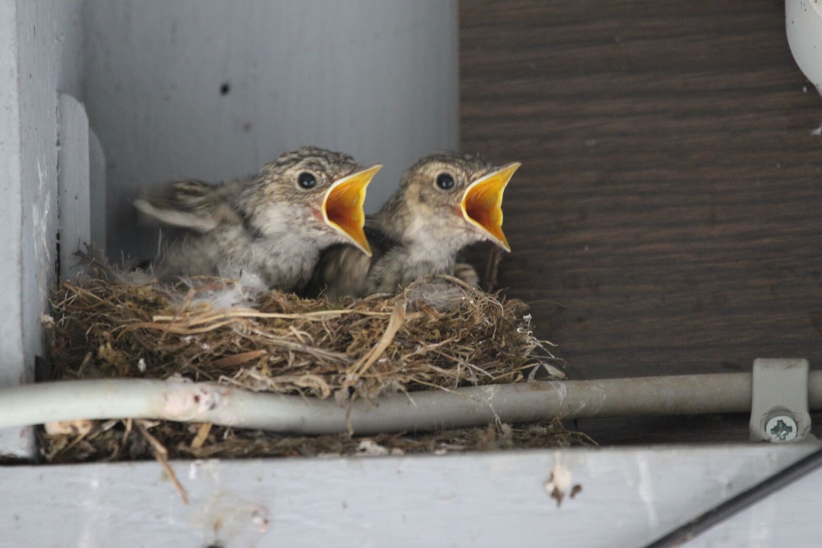 Canon EOS 500D (EOS Rebel T1i / EOS Kiss X3) sample photo. Young birds, boy, nature photography