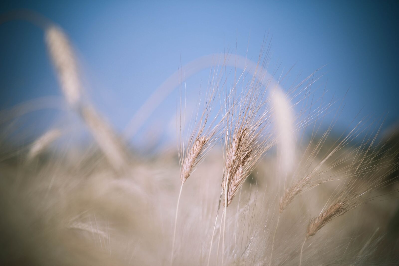 Canon EOS 550D (EOS Rebel T2i / EOS Kiss X4) sample photo. Field, grain, harvest photography