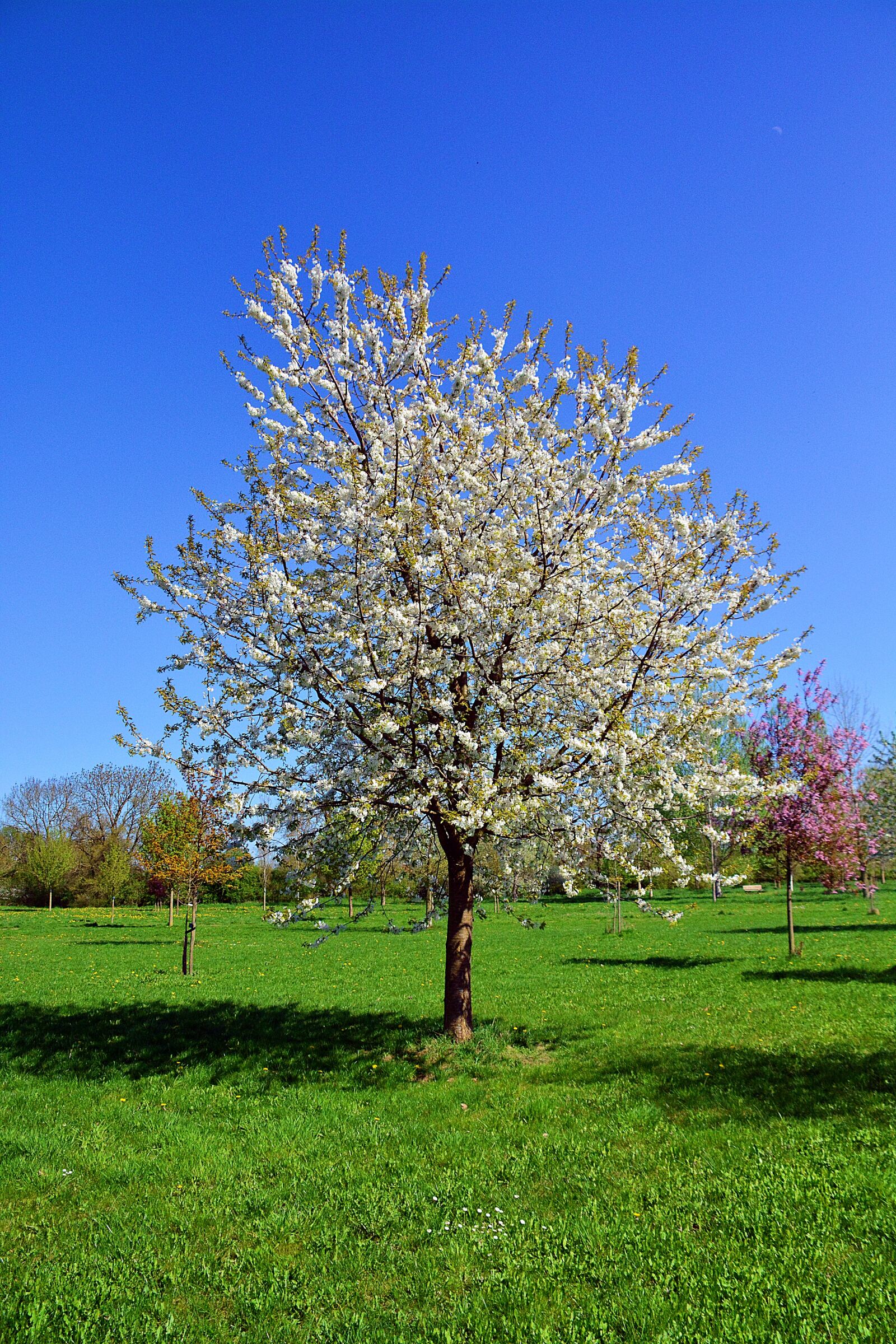 Nikon D5200 sample photo. Cherry tree, tree, nature photography