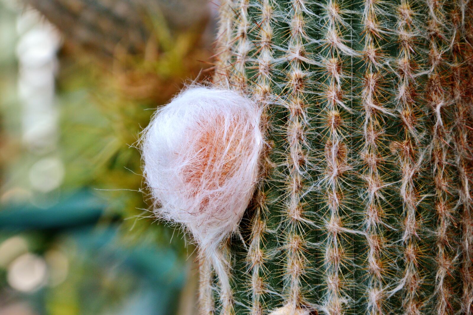 Nikon D3200 sample photo. Cactus, spur, green photography
