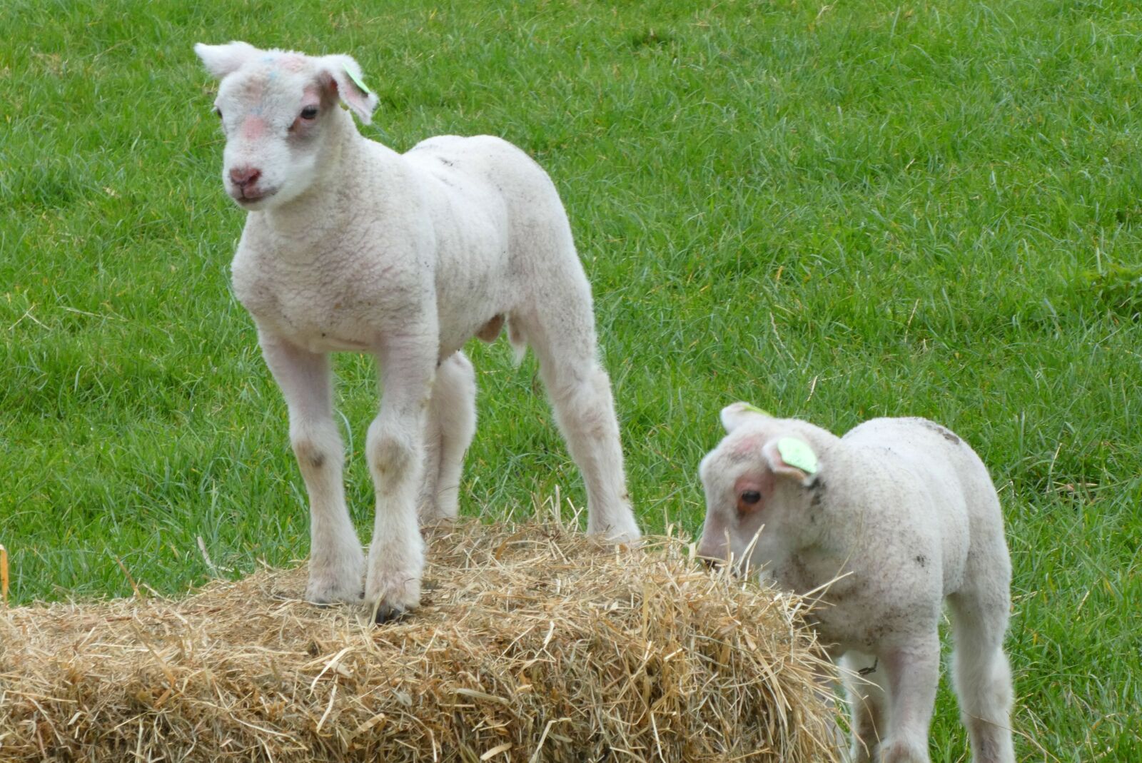 Panasonic Lumix DC-ZS70 (Lumix DC-TZ90) sample photo. Lambs, spring, pasture photography