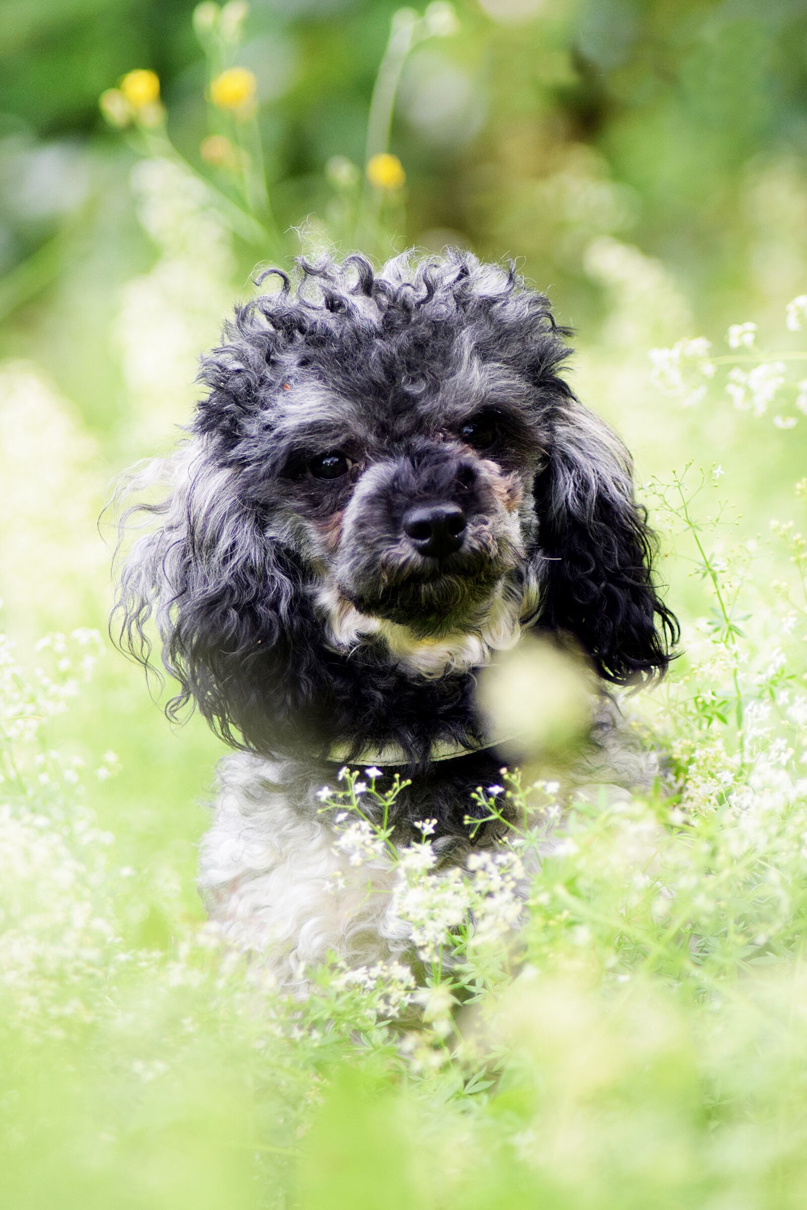 Nikon D3300 sample photo. Miniature poodle, dog, poodle photography