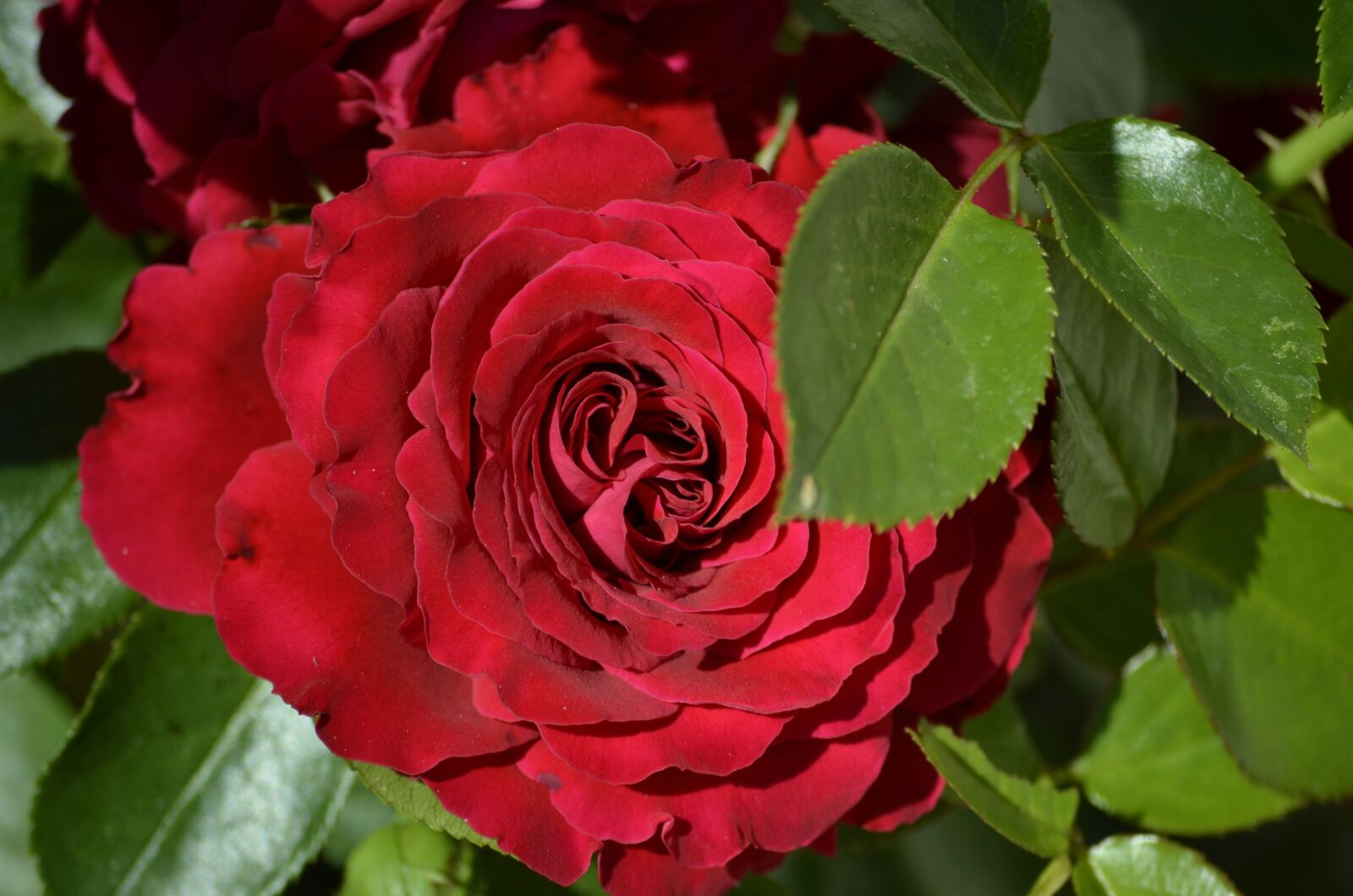 Nikon D5100 sample photo. Red rose, blossom, bloom photography