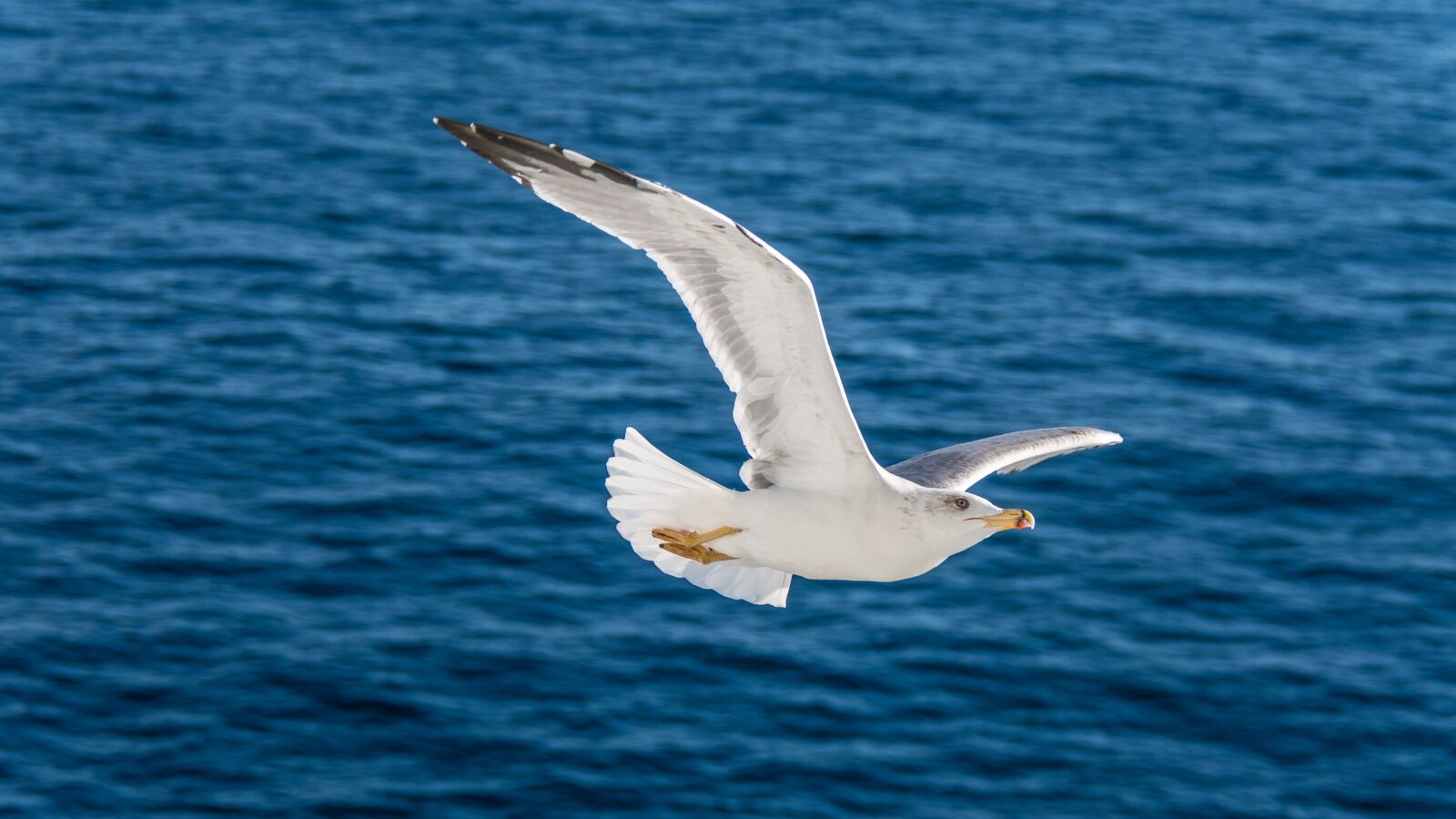 Nikon D500 sample photo. Waters, nature, bird photography