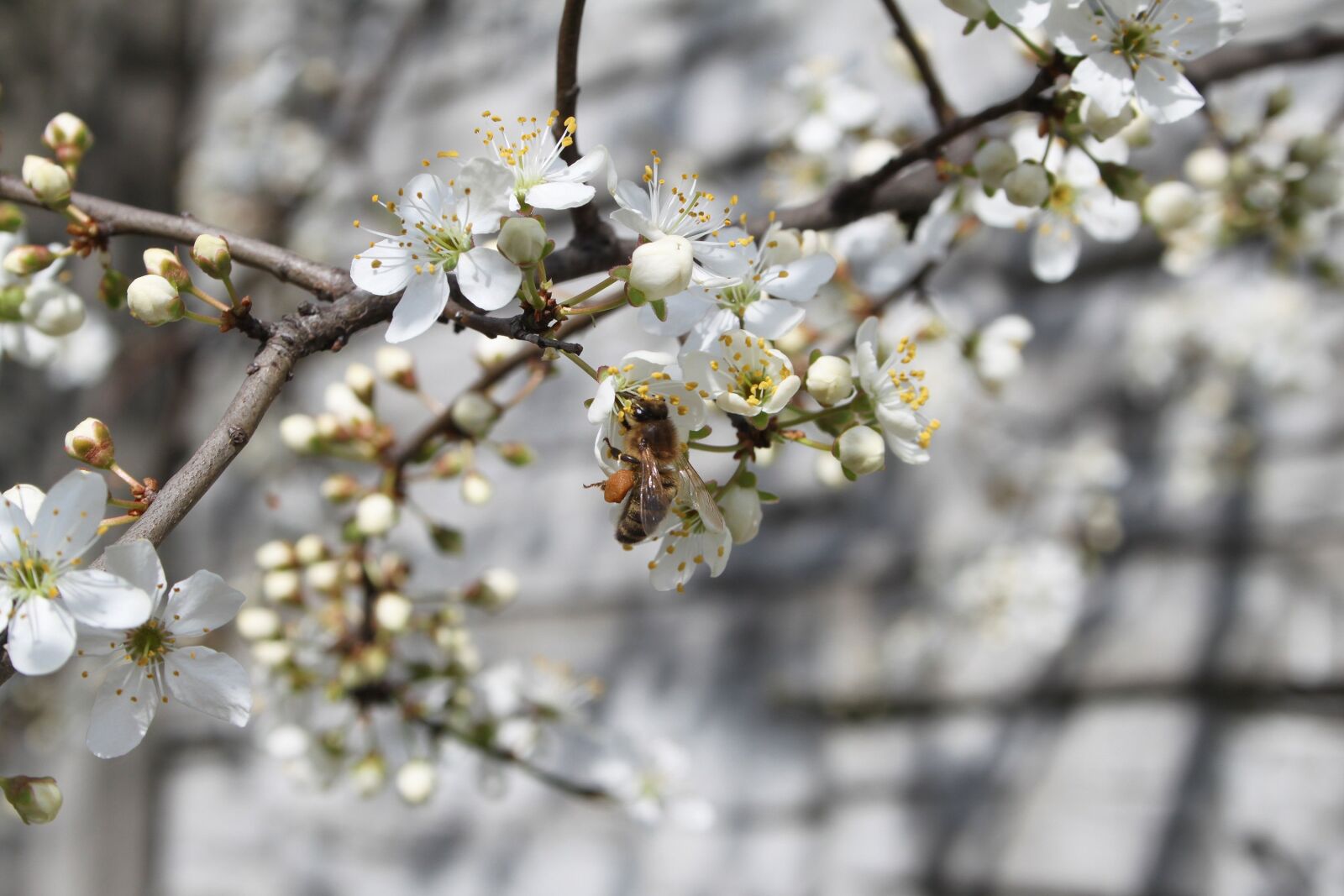 Canon EOS 500D (EOS Rebel T1i / EOS Kiss X3) sample photo. Bee, honey, flower photography