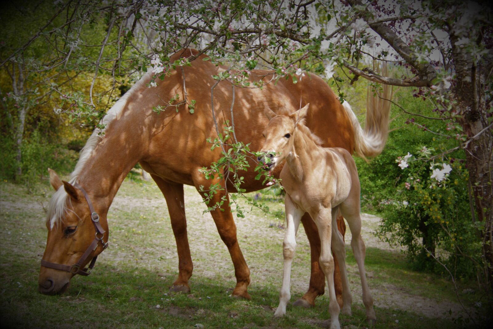 Canon EOS 600D (Rebel EOS T3i / EOS Kiss X5) + Canon EF-S 18-200mm F3.5-5.6 IS sample photo. Foal, horse, horses photography