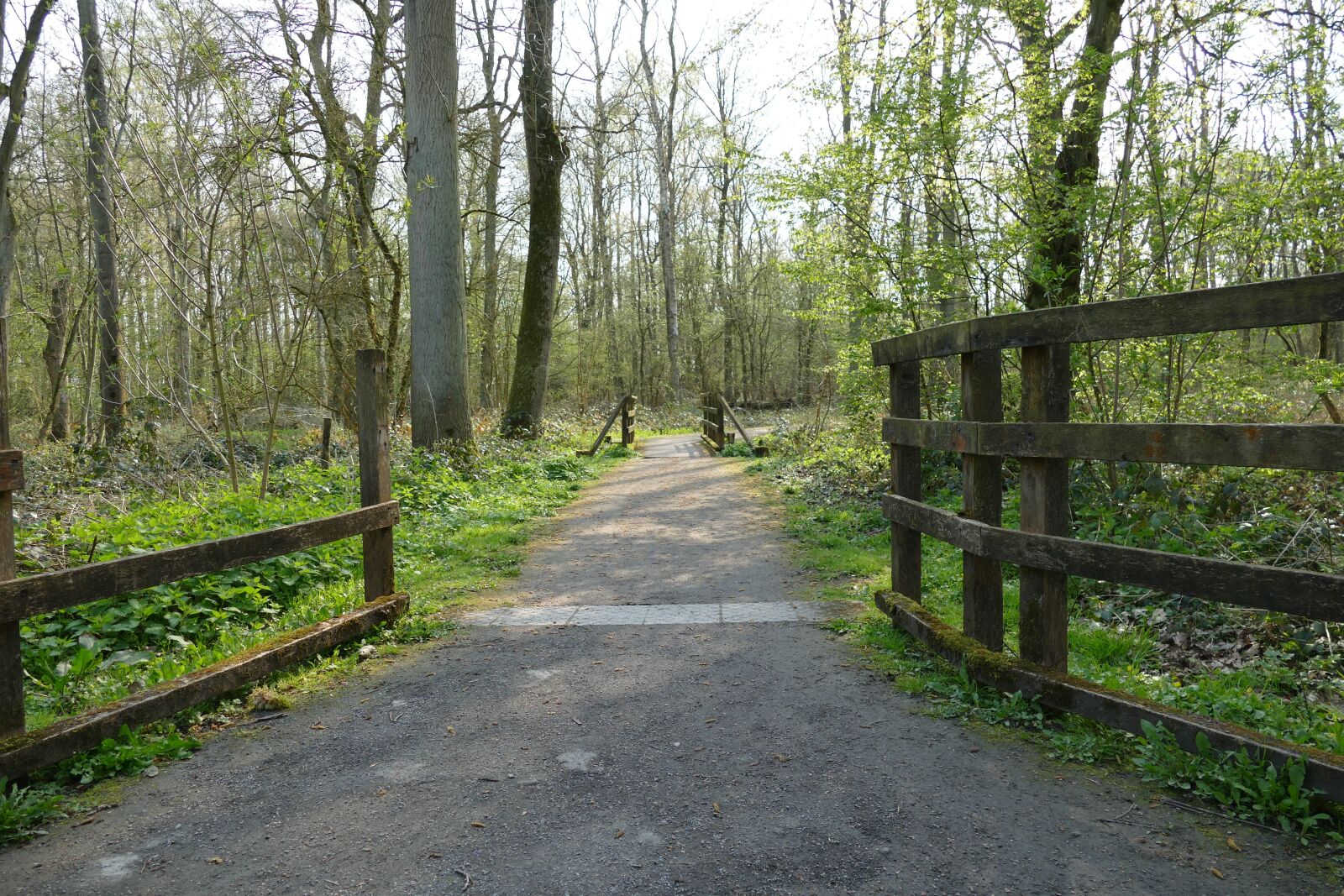 Panasonic Lumix DMC-FZ1000 sample photo. Path, forest, trees photography