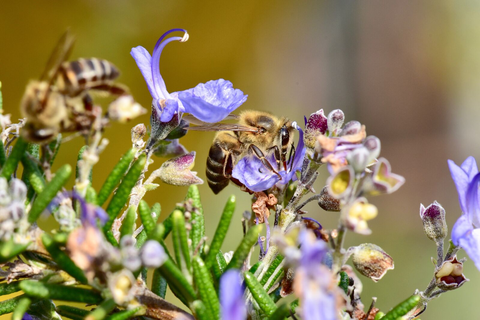 Nikon D750 sample photo. Bee, honeybee, pollen photography