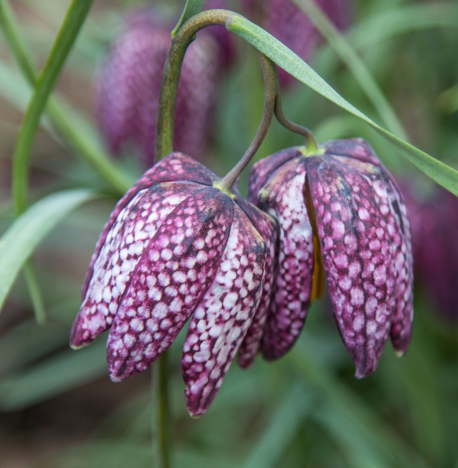 Canon EOS 70D + Canon EF 24-105mm F4L IS USM sample photo. Chess flower, purple, flower photography