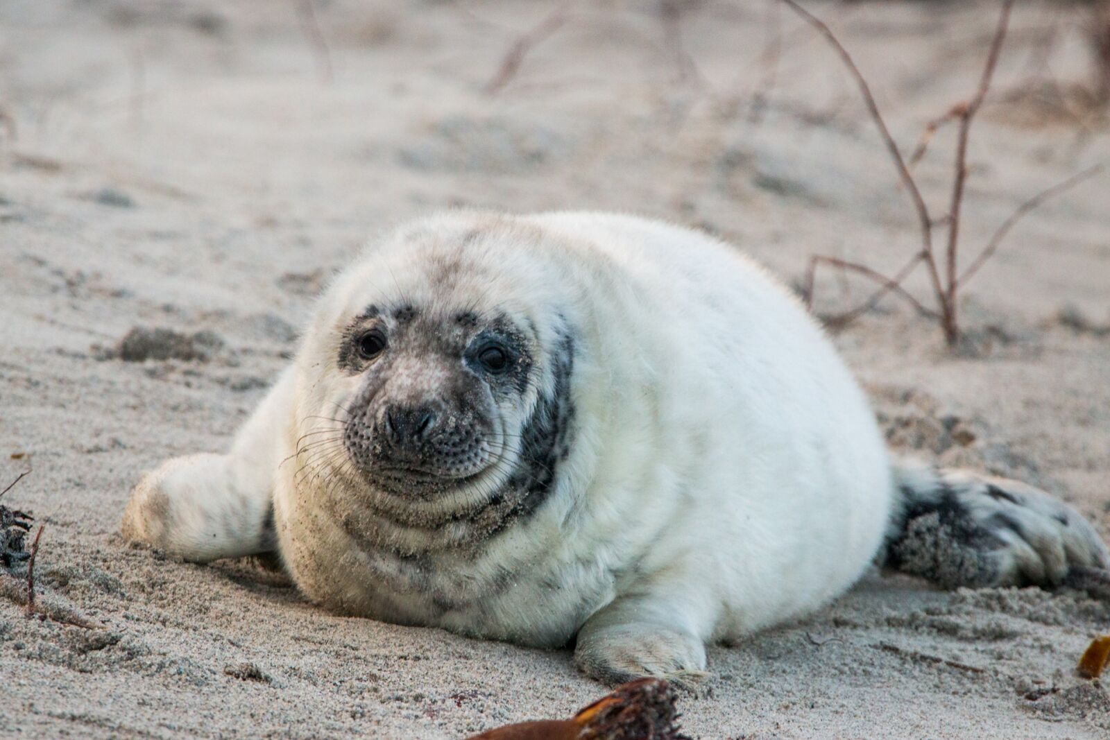 Canon EOS 70D + 150-600mm F5-6.3 DG OS HSM | Contemporary 015 sample photo. Robbe, grey seal, helgoland photography