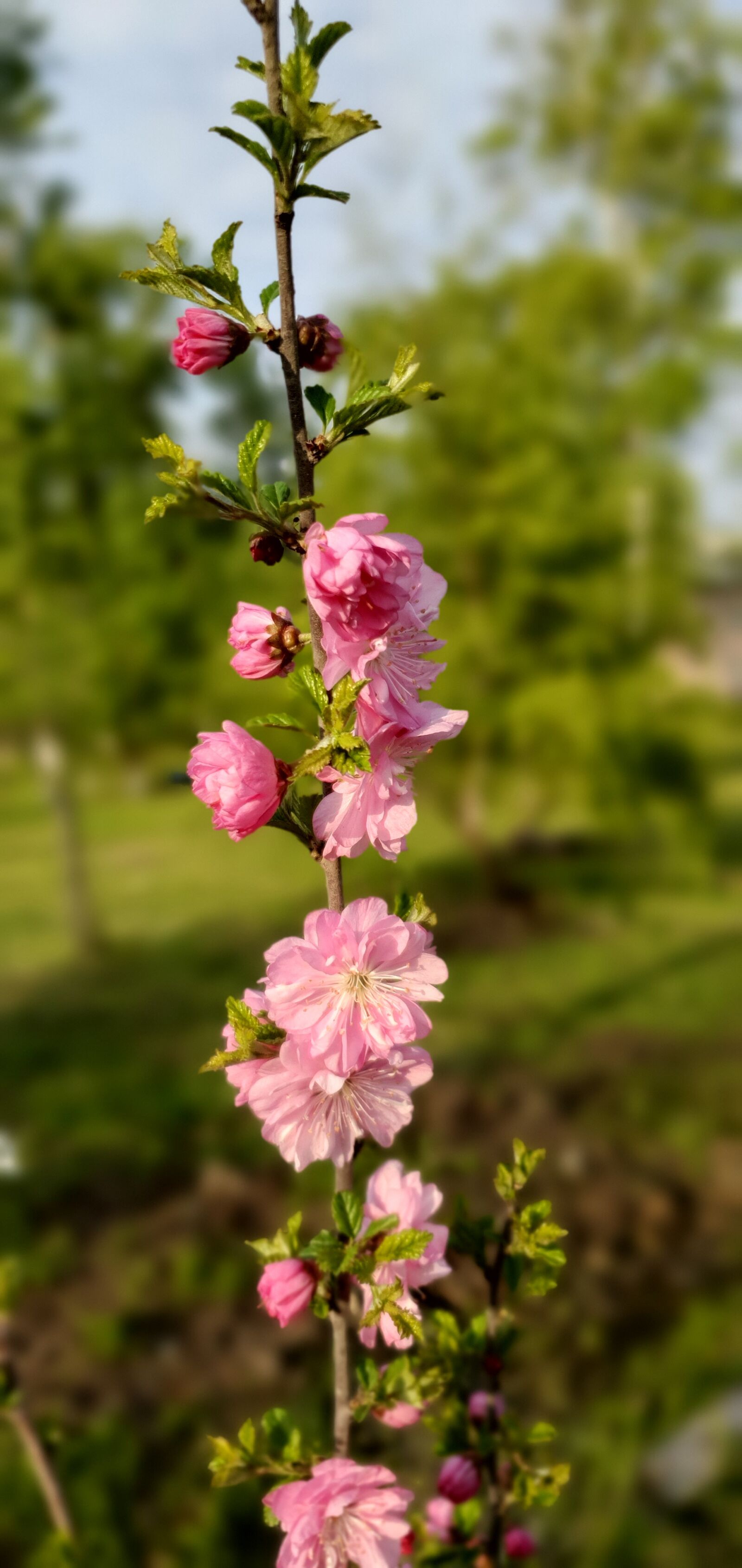 Samsung Galaxy S10e sample photo. природа, цветы, деревья photography
