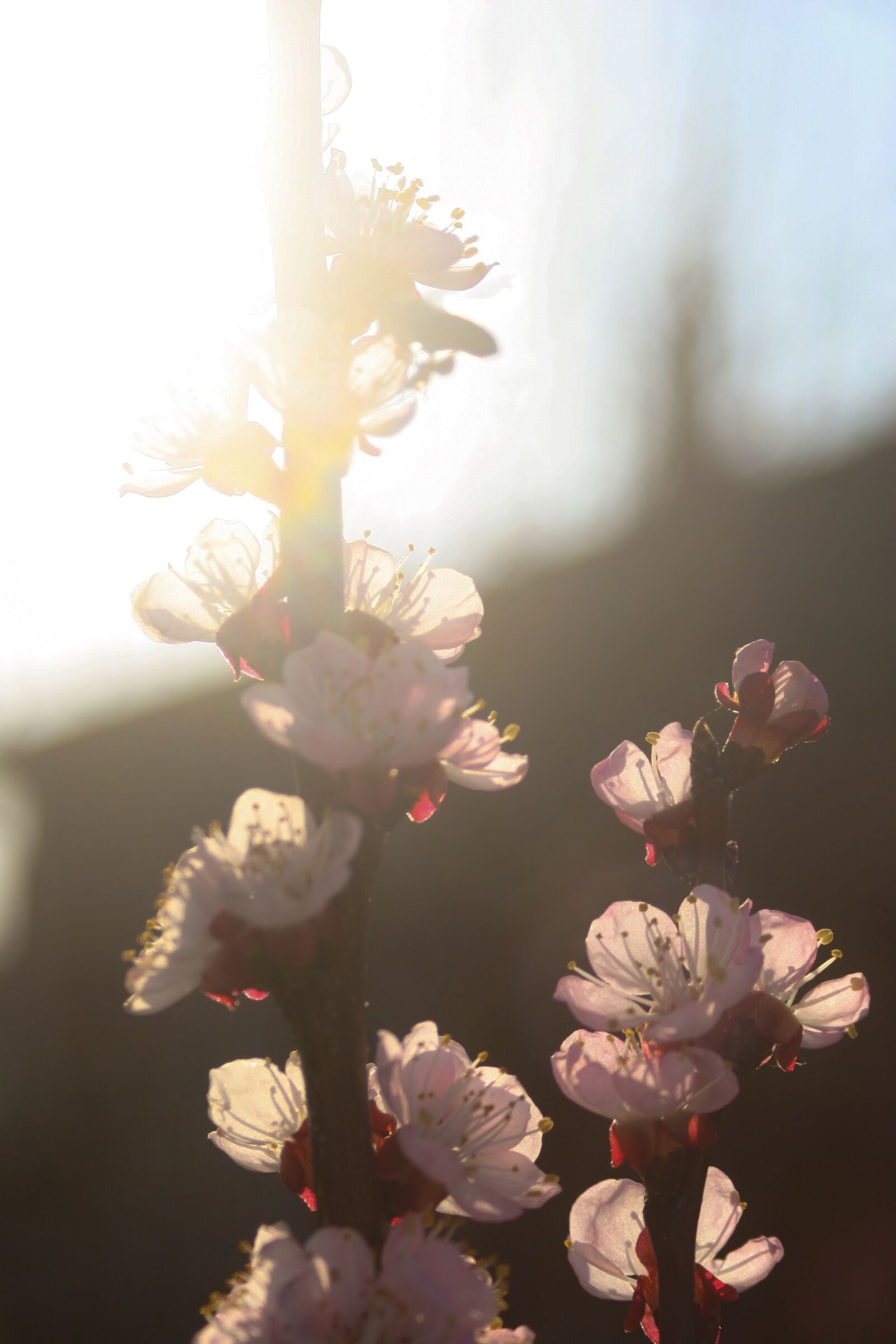 Canon EOS 20D sample photo. Flower, sun, blossom photography