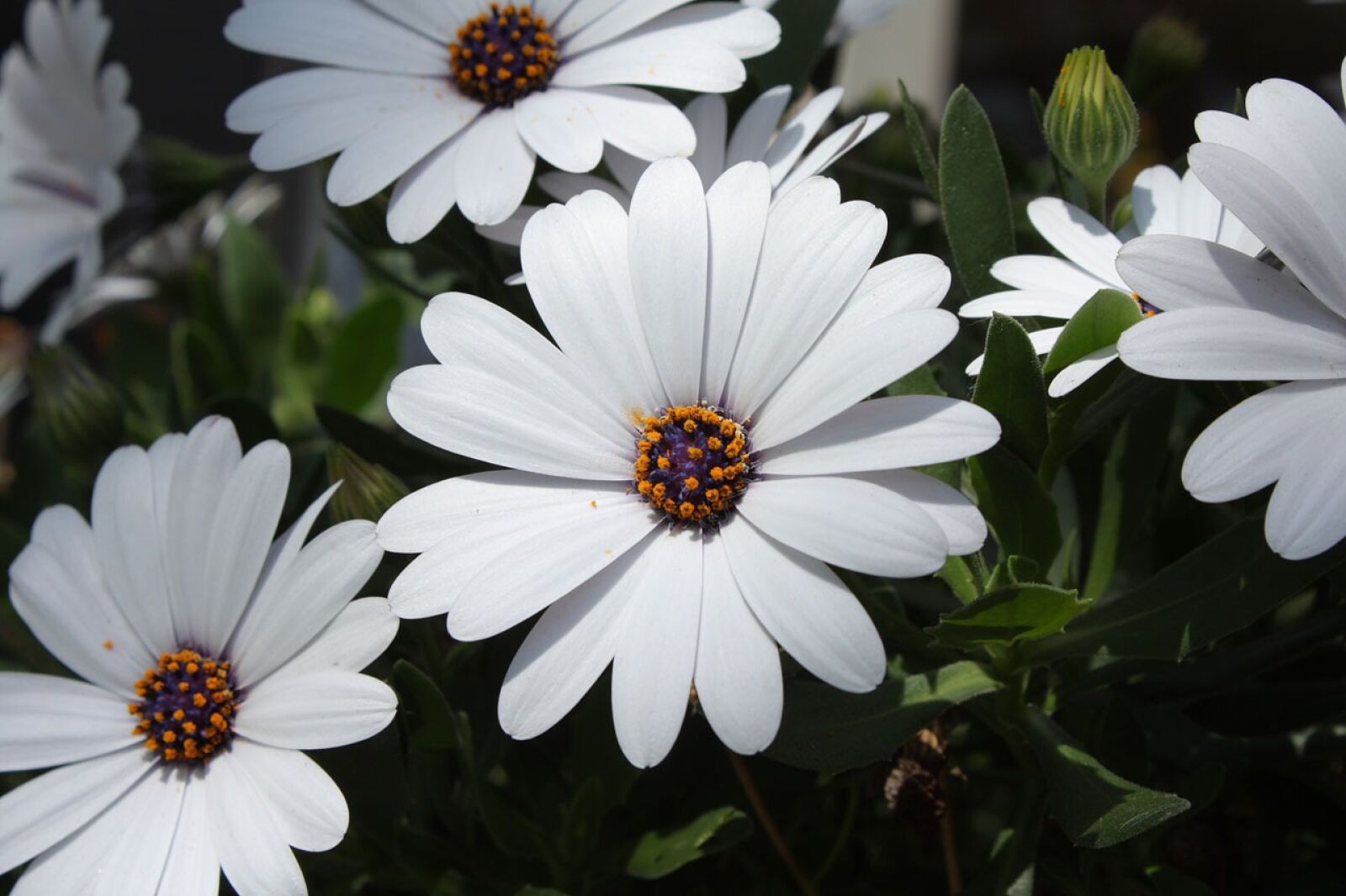 Canon EOS 450D (EOS Rebel XSi / EOS Kiss X2) sample photo. Daisy, aster, bloom photography