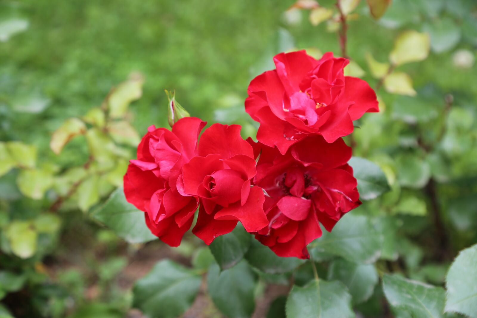 Canon EF 24-105mm F4L IS USM sample photo. Rose, red rose, rosewood photography