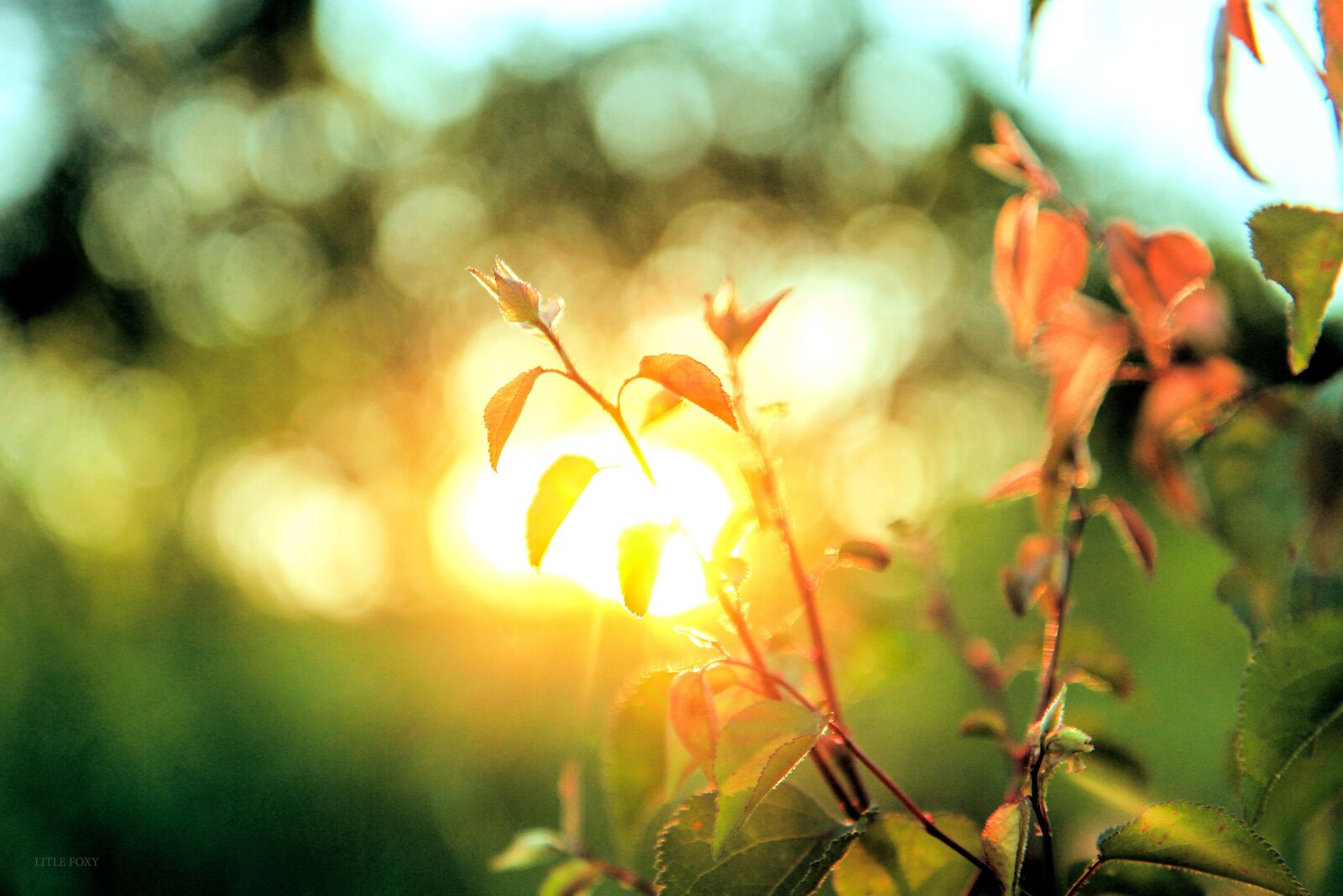 Canon EOS 7D sample photo. Landscape, flowers, sunset photography
