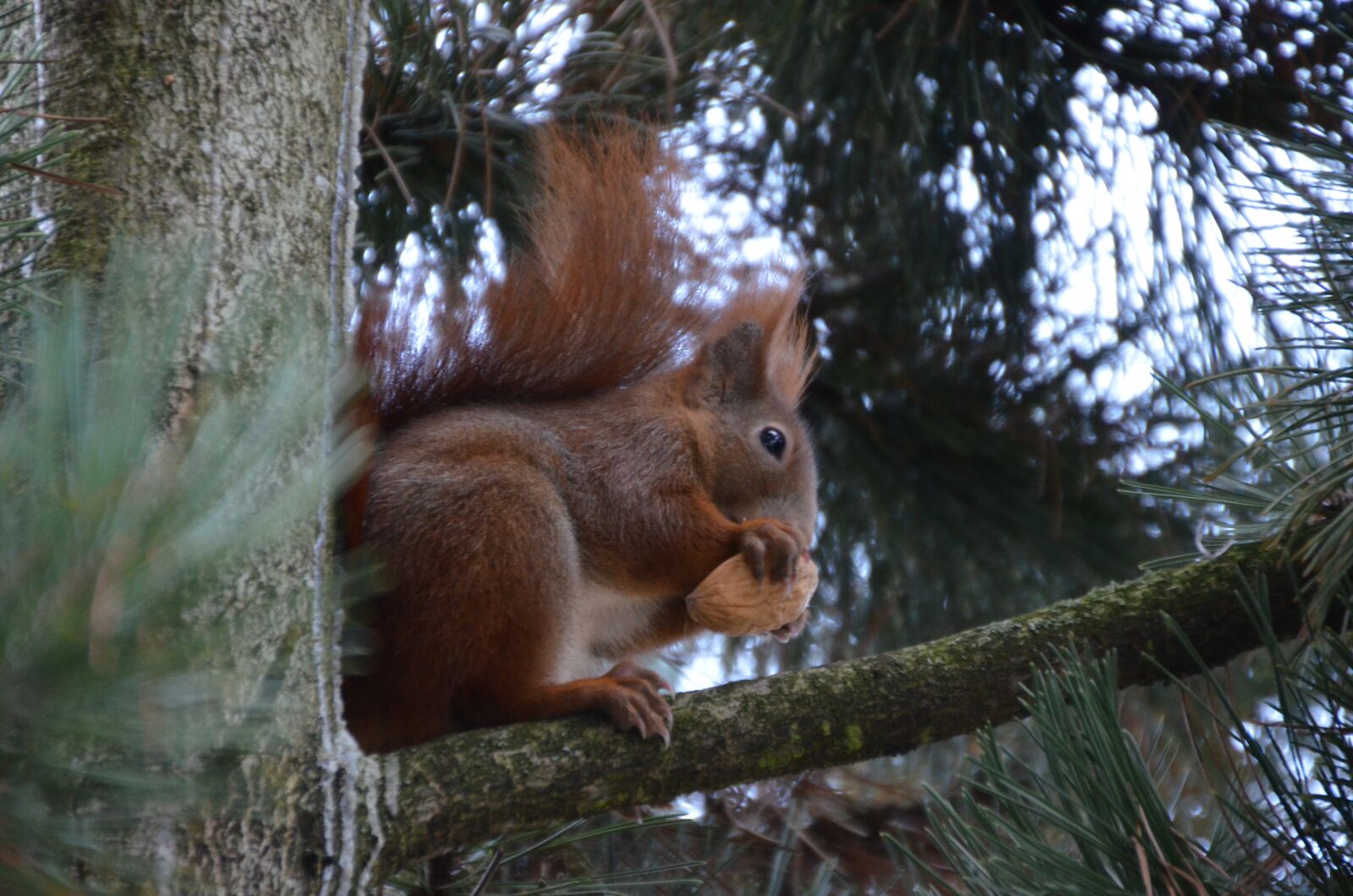 Nikon D5100 sample photo. Squirrel, nature, rodent photography